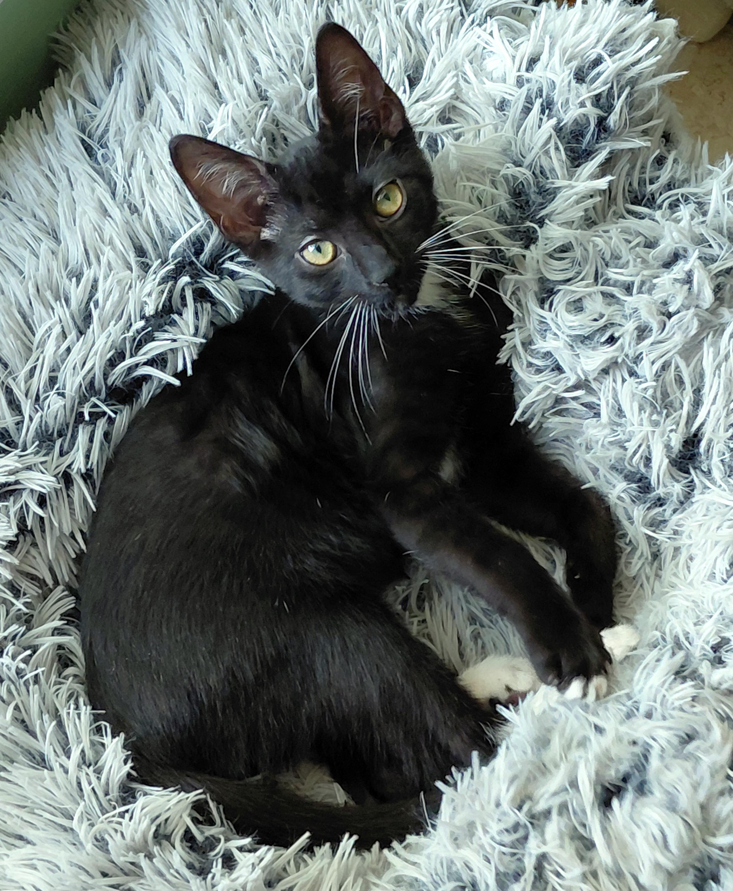 Enlarge Felix, a ADOPTABLE mixed breed in Melbourne, FL image 1/6
