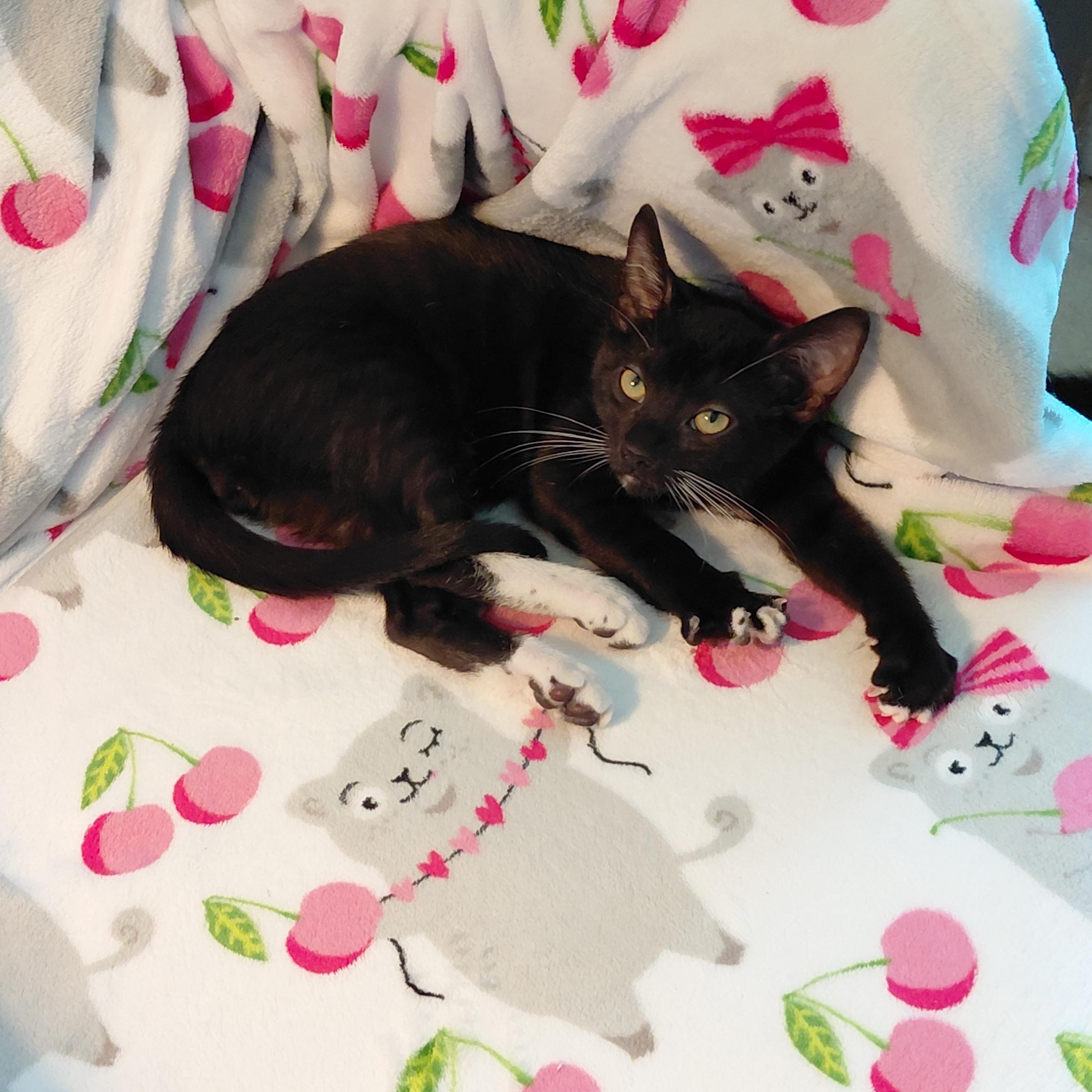 Enlarge Felix, a ADOPTABLE mixed breed in Melbourne, FL image 6/6