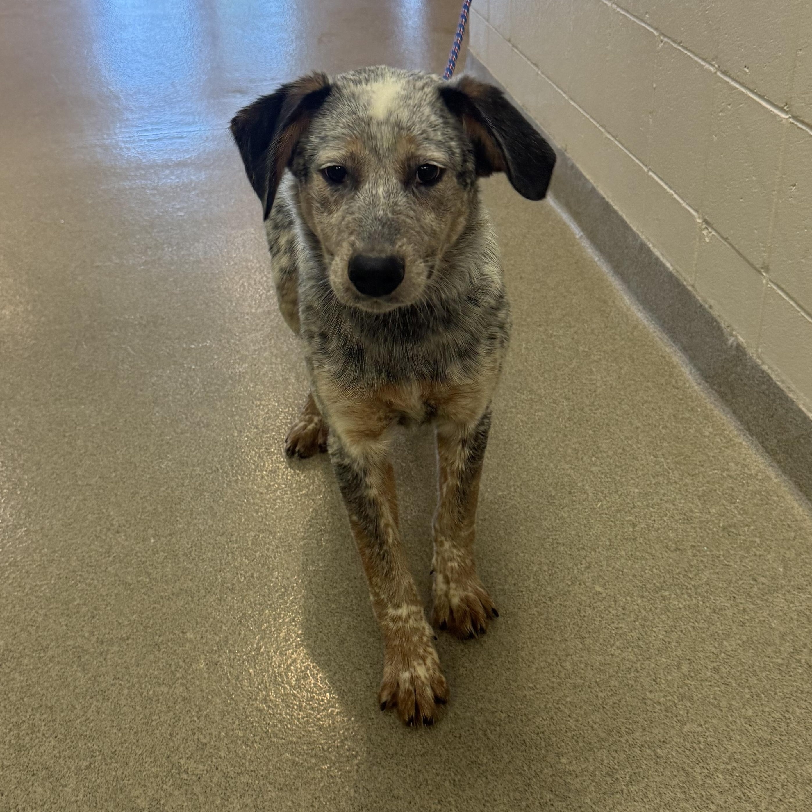 Bowen, ADOPTABLE, Young Male Australian Cattle Dog / Blue Heeler.