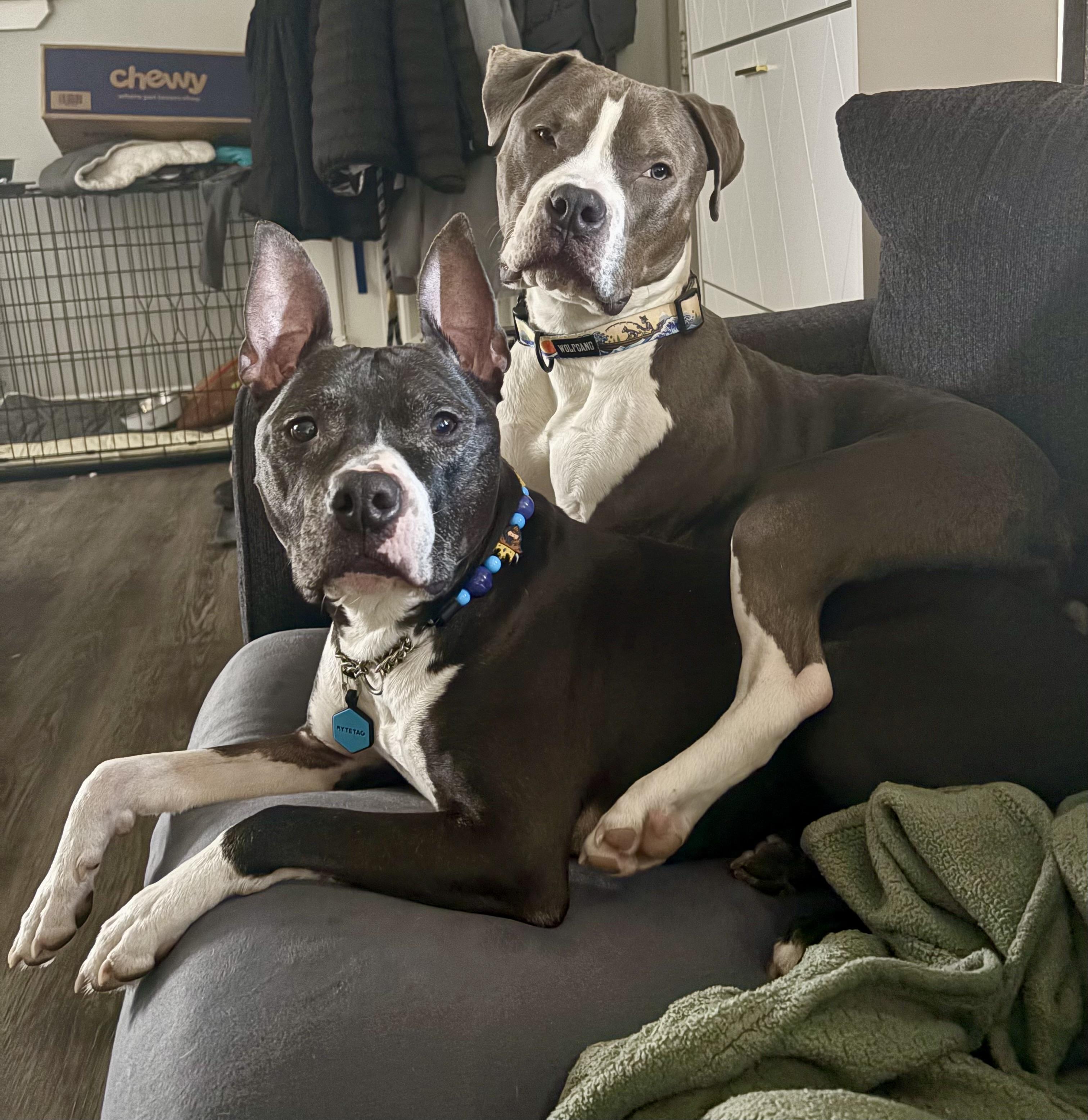 Enlarge PJ, a ADOPTABLE American Bully in Cleveland, OH image 3/5