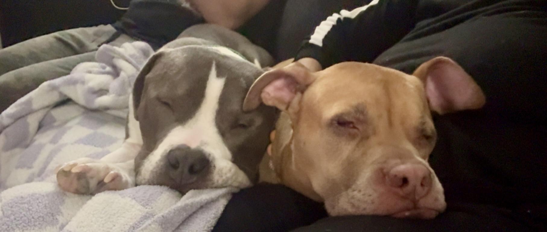 Enlarge PJ, a ADOPTABLE American Bully in Cleveland, OH image 4/5