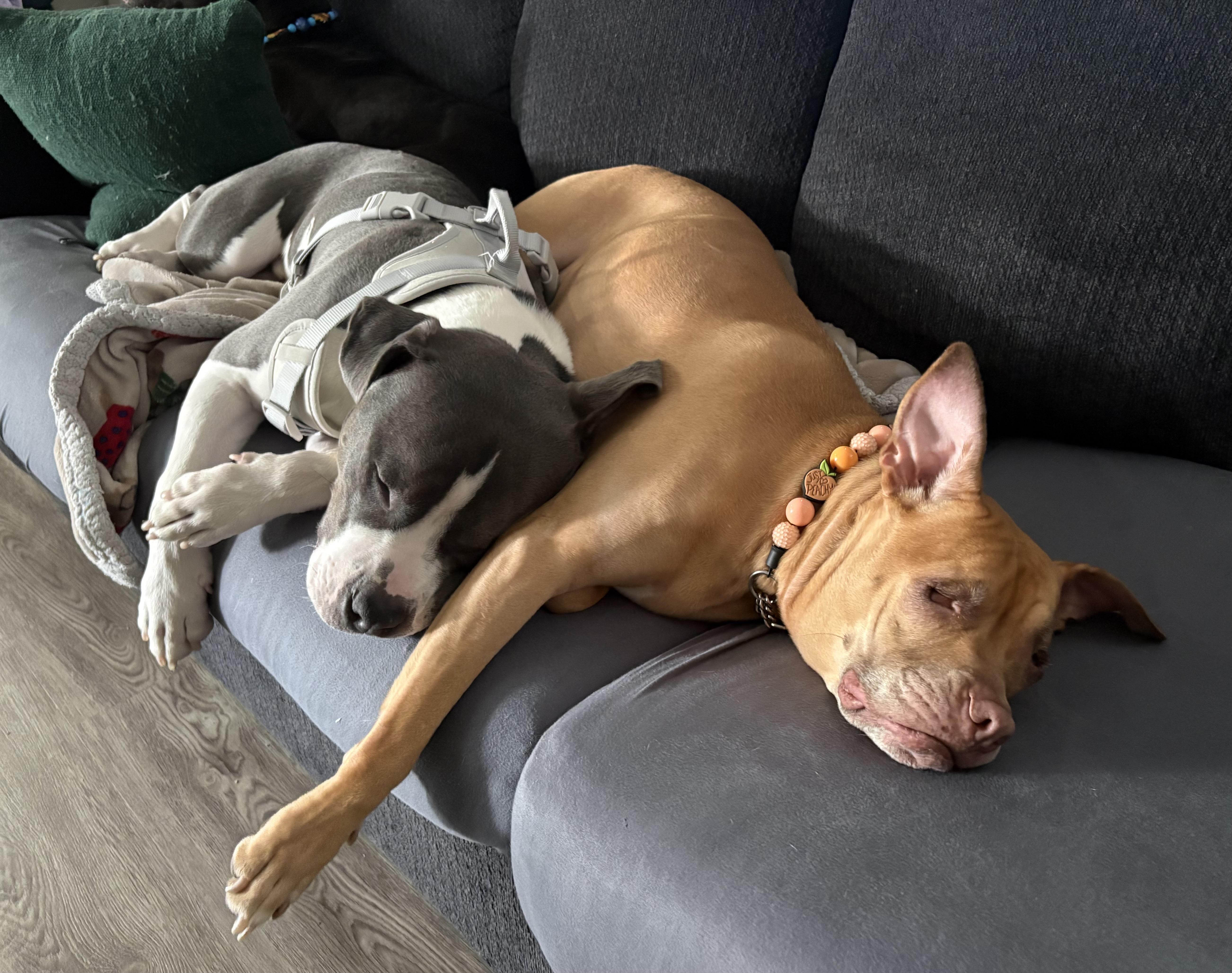 Enlarge PJ, a ADOPTABLE American Bully in Cleveland, OH image 2/5