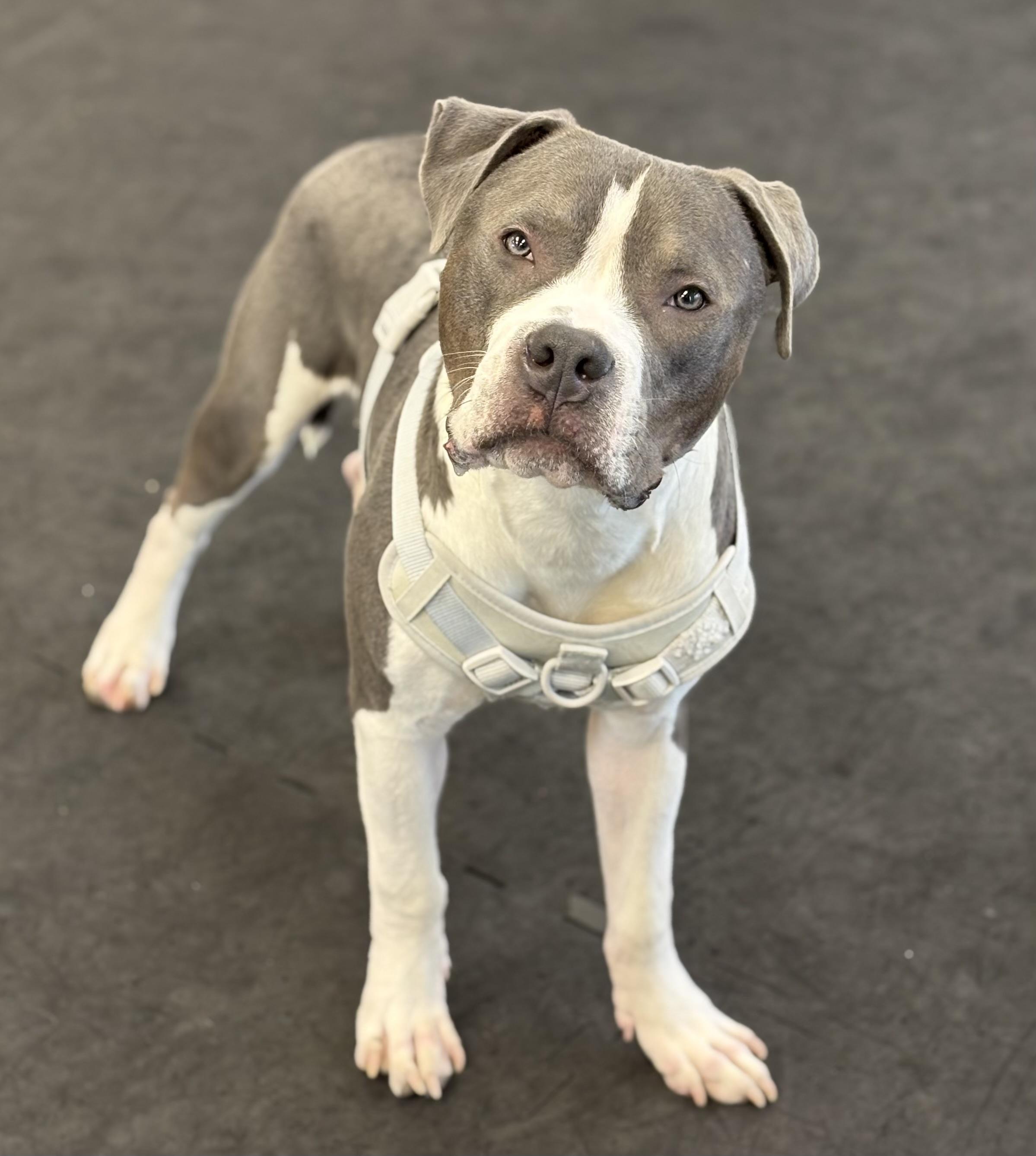 Enlarge PJ, a ADOPTABLE American Bully in Cleveland, OH image 5/5