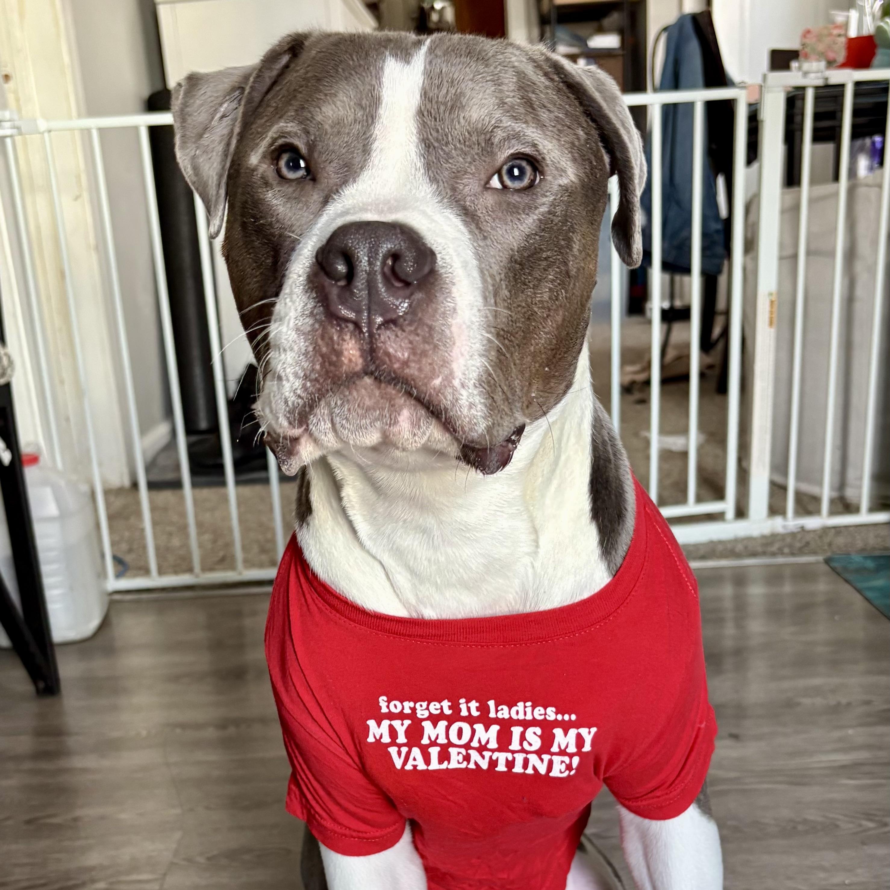 Enlarge PJ, a ADOPTABLE American Bully in Cleveland, OH image 1/5