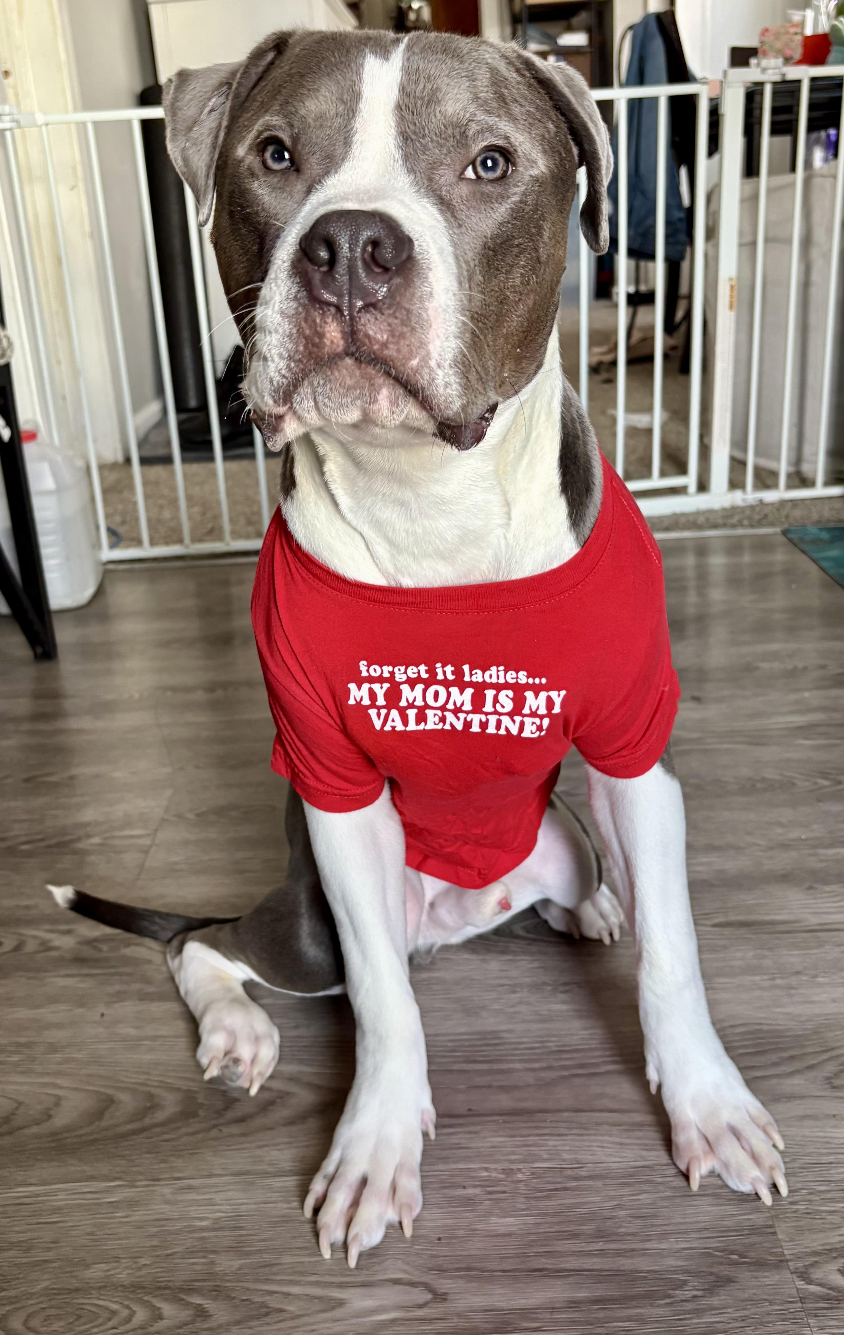 Enlarge PJ, a ADOPTABLE American Bully in Cleveland, OH image 1/5