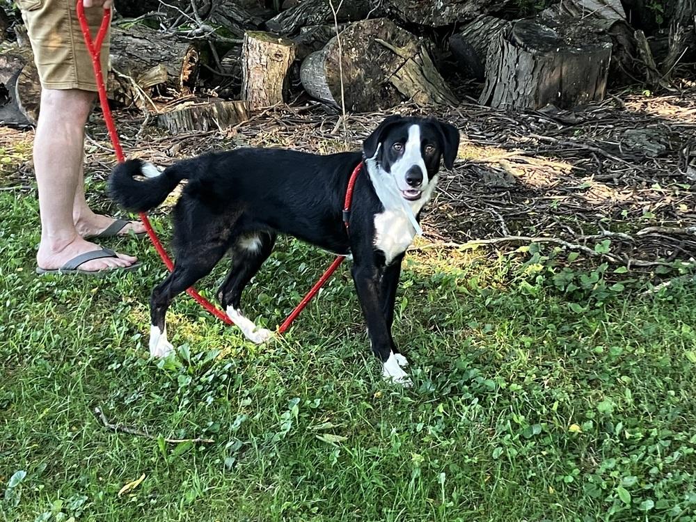 Enlarge Courage, a Adoptable mixed breed in Columbus, OH image 1/6