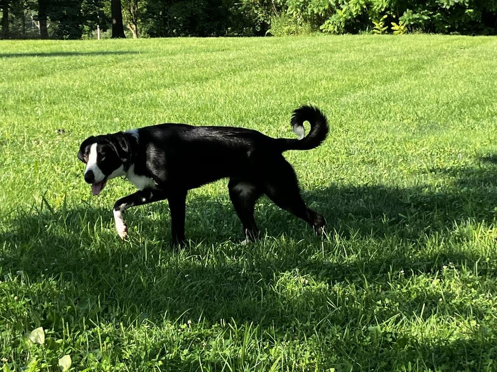 Enlarge Courage, a Adoptable mixed breed in Columbus, OH image 2/6