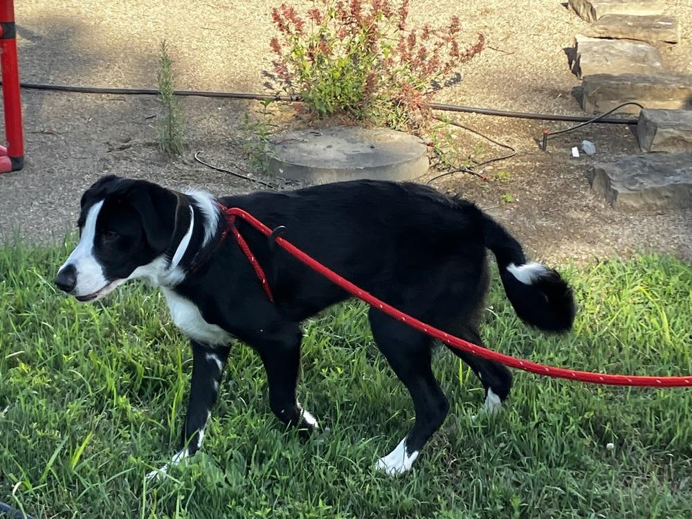 Enlarge Courage, a Adoptable mixed breed in Columbus, OH image 3/6
