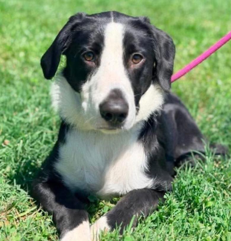 Enlarge Courage, a Adoptable mixed breed in Columbus, OH image 4/6