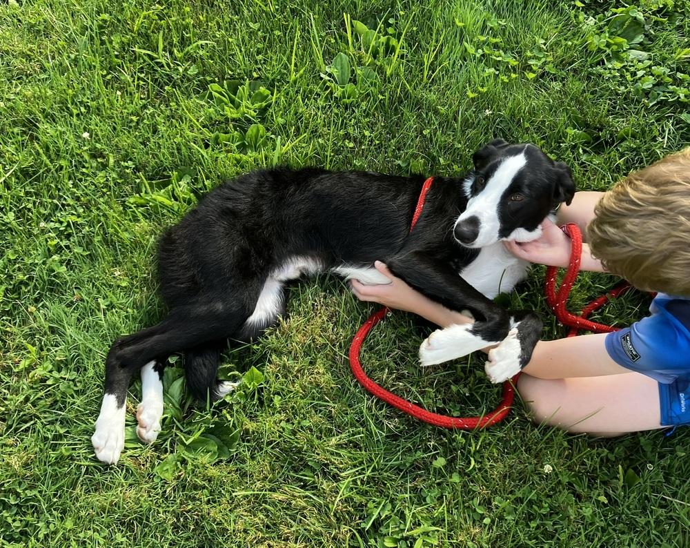 Enlarge Courage, a Adoptable mixed breed in Columbus, OH image 6/6
