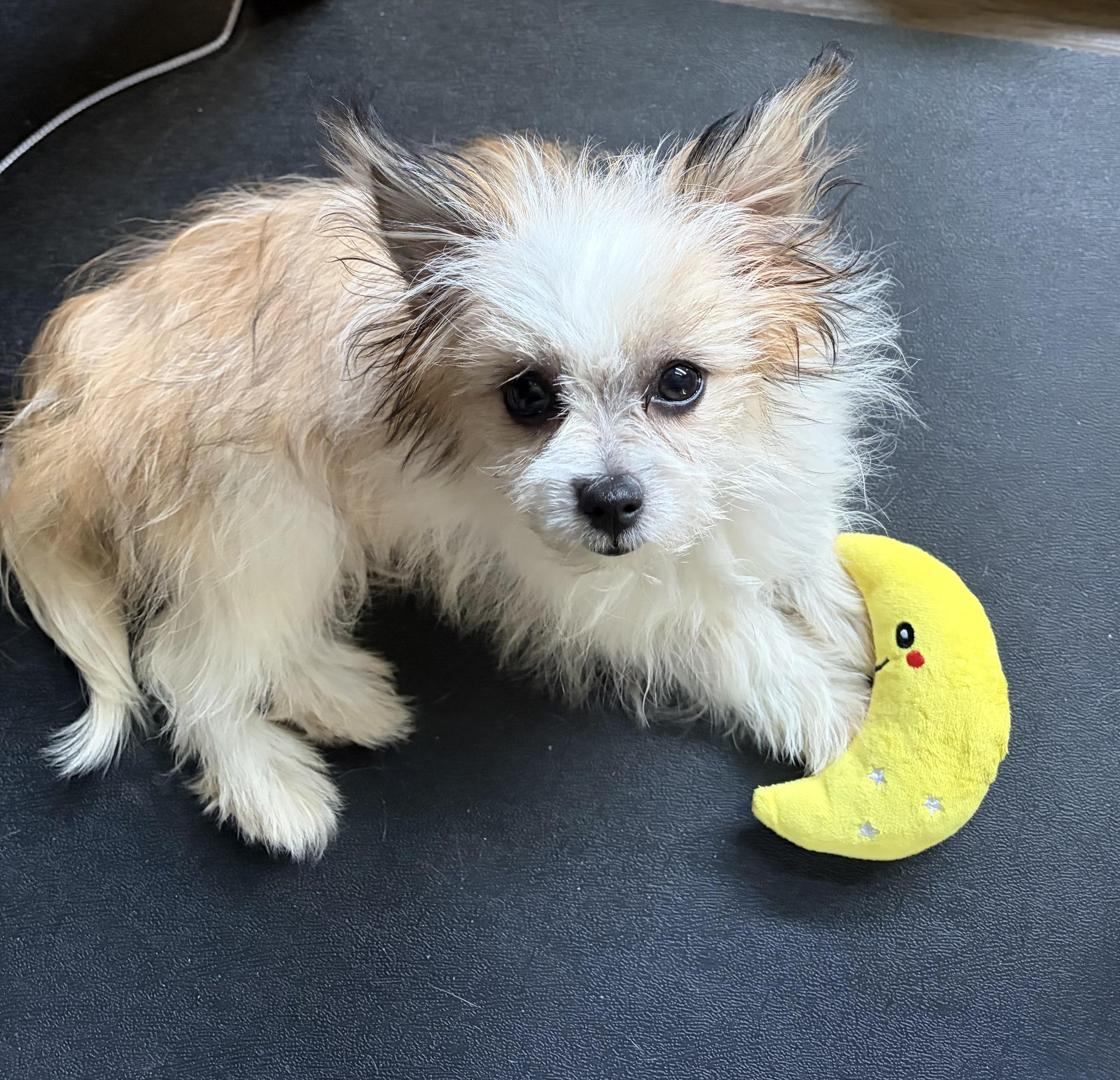 Enlarge Greta, a Adoptable mixed breed in Phoenix, AZ image 2/5