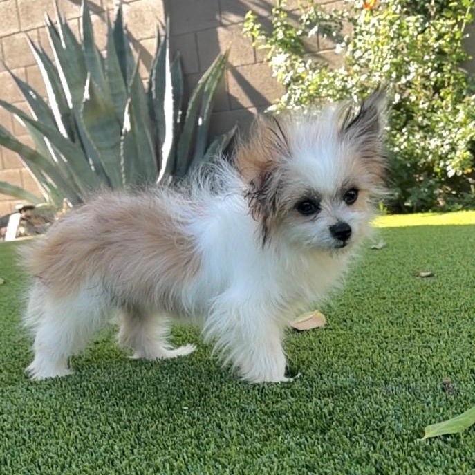 Enlarge Greta, a Adoptable mixed breed in Phoenix, AZ image 4/5