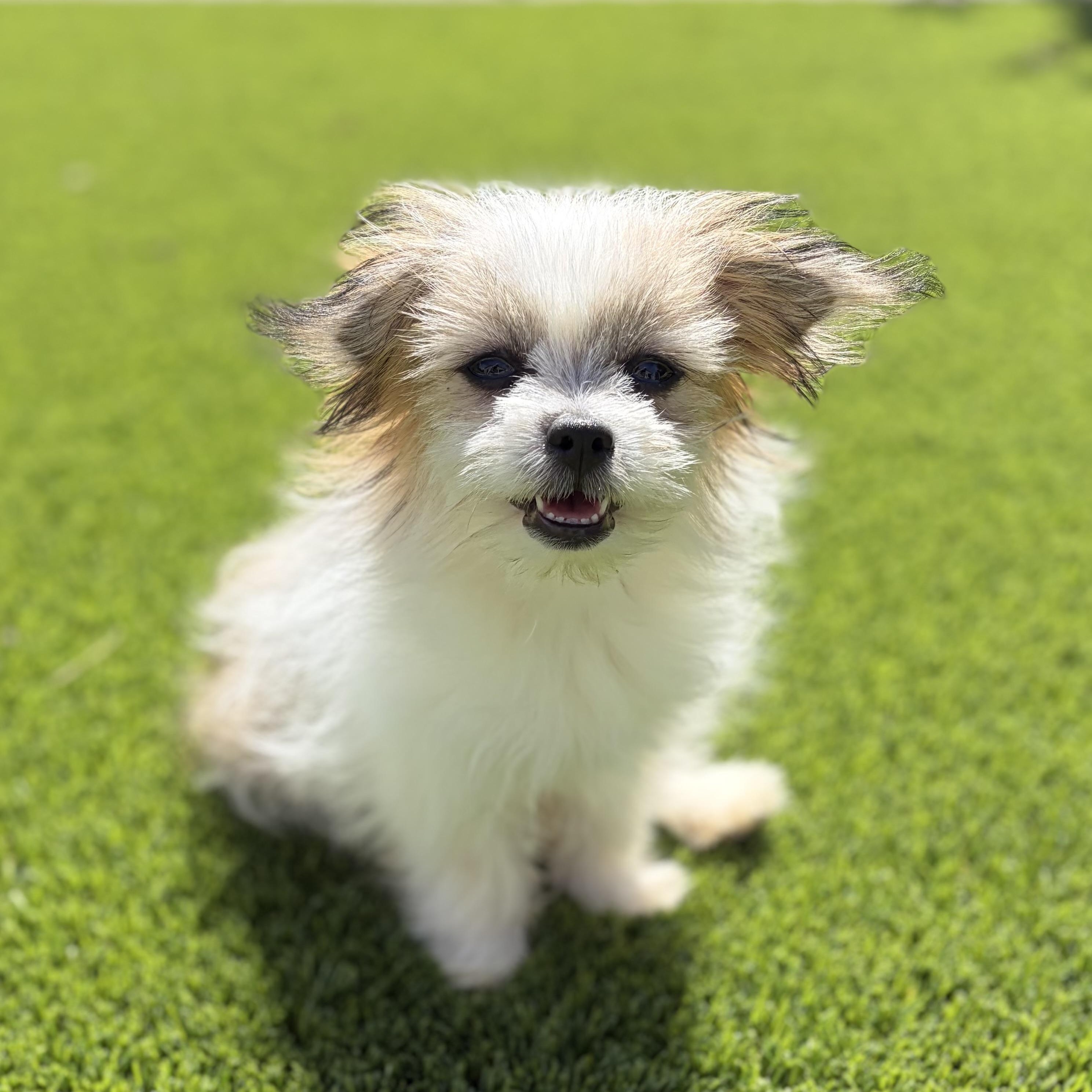 Greta, Adoptable, Puppy Female Shih Tzu & Pomeranian.