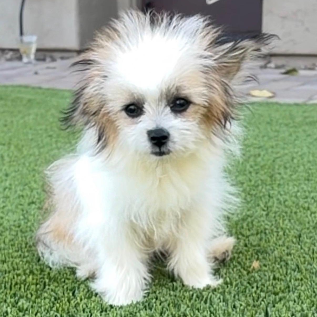 Enlarge Greta, a Adoptable mixed breed in Phoenix, AZ image 5/5