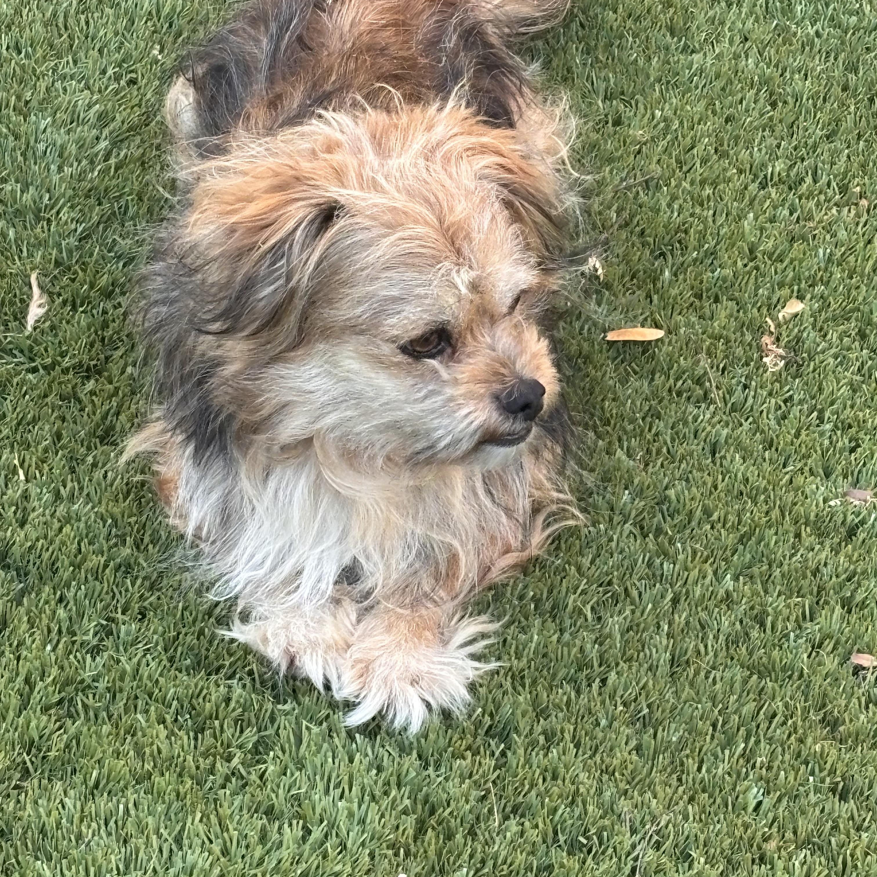 Enlarge Greta, a Adoptable mixed breed in Phoenix, AZ image 3/5
