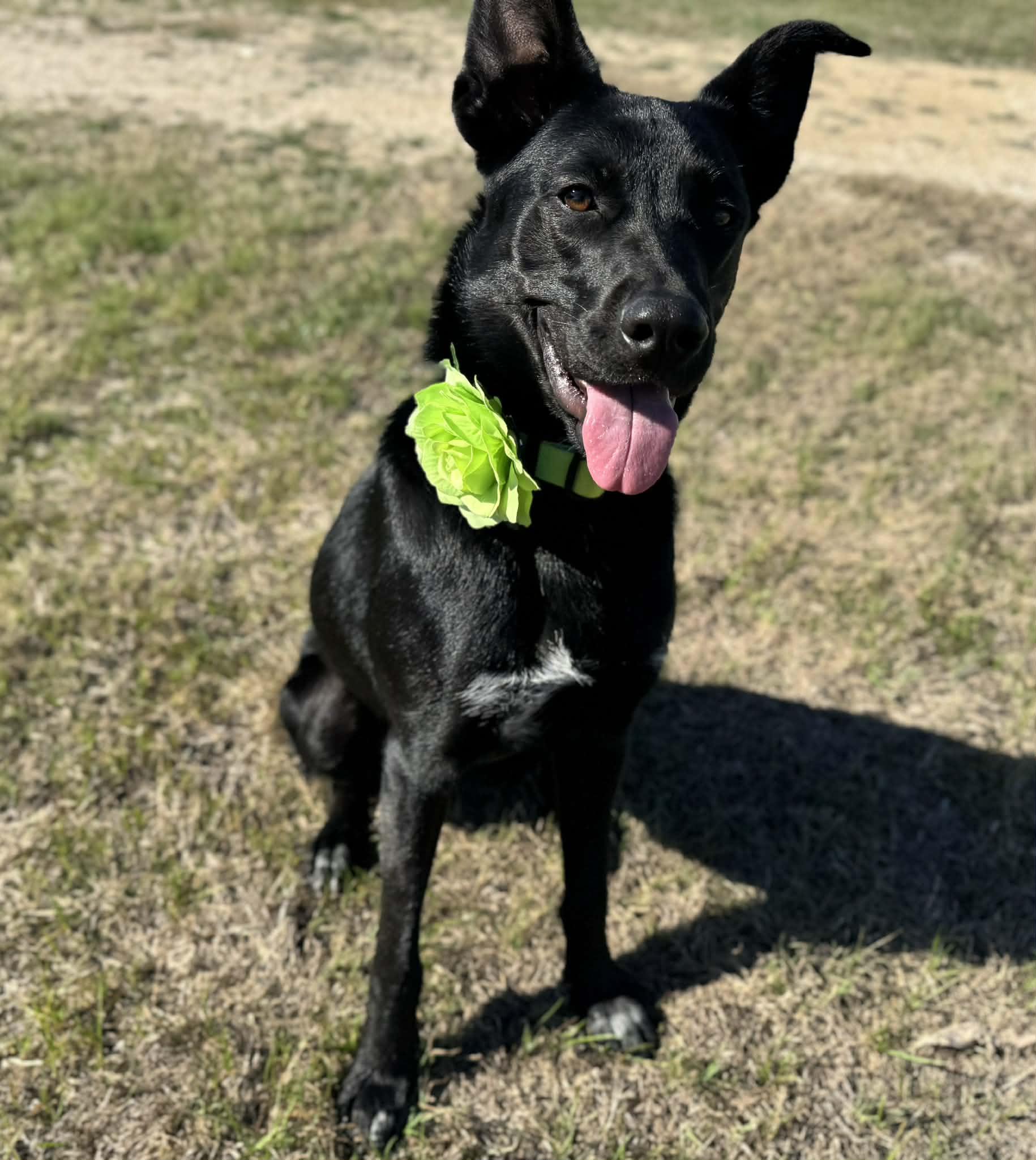 Zora, ADOPTABLE, Young Female Labrador Retriever & Shepherd.