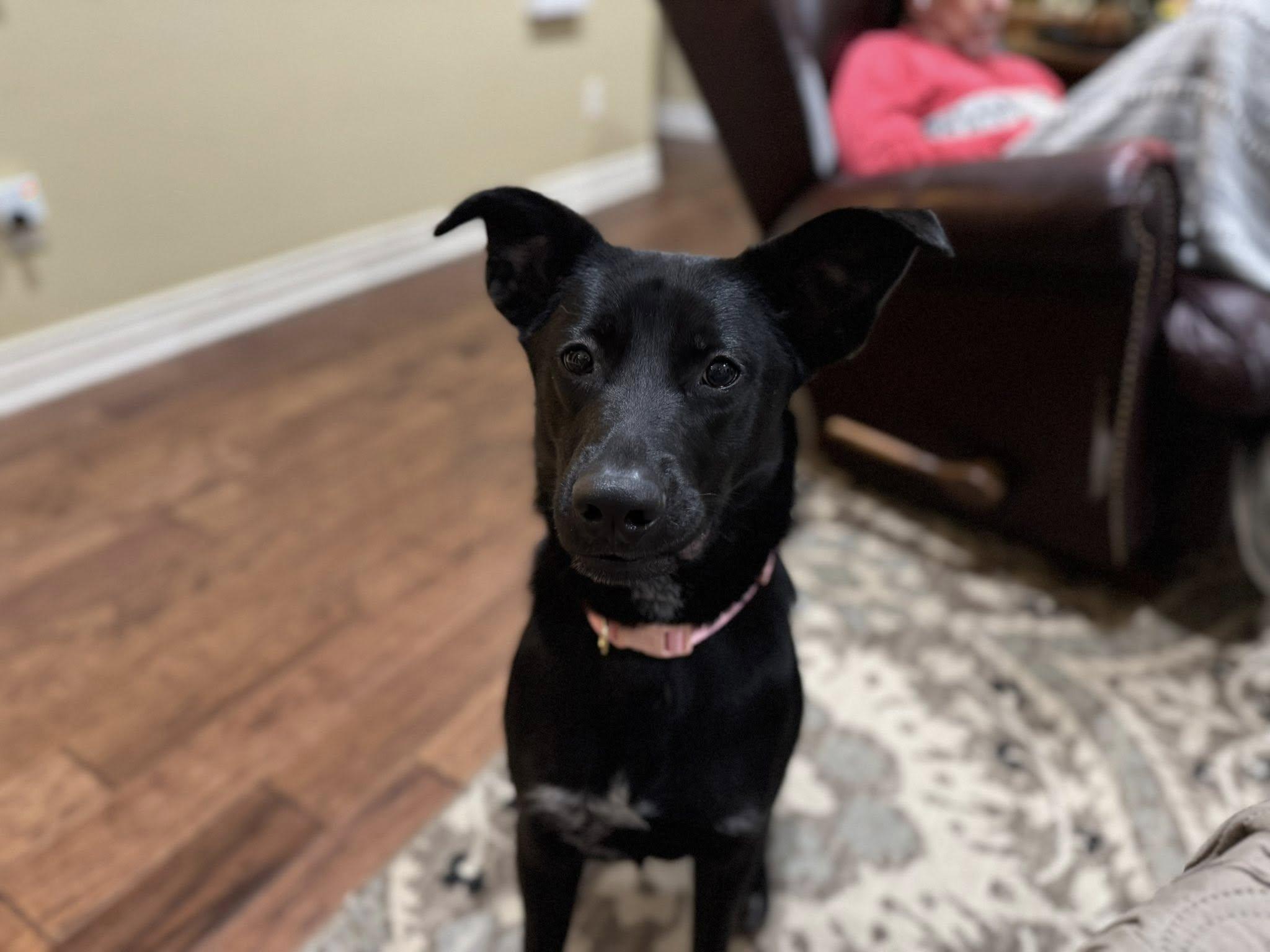 Enlarge Zora, a ADOPTABLE mixed breed in Temple, TX image 2/6