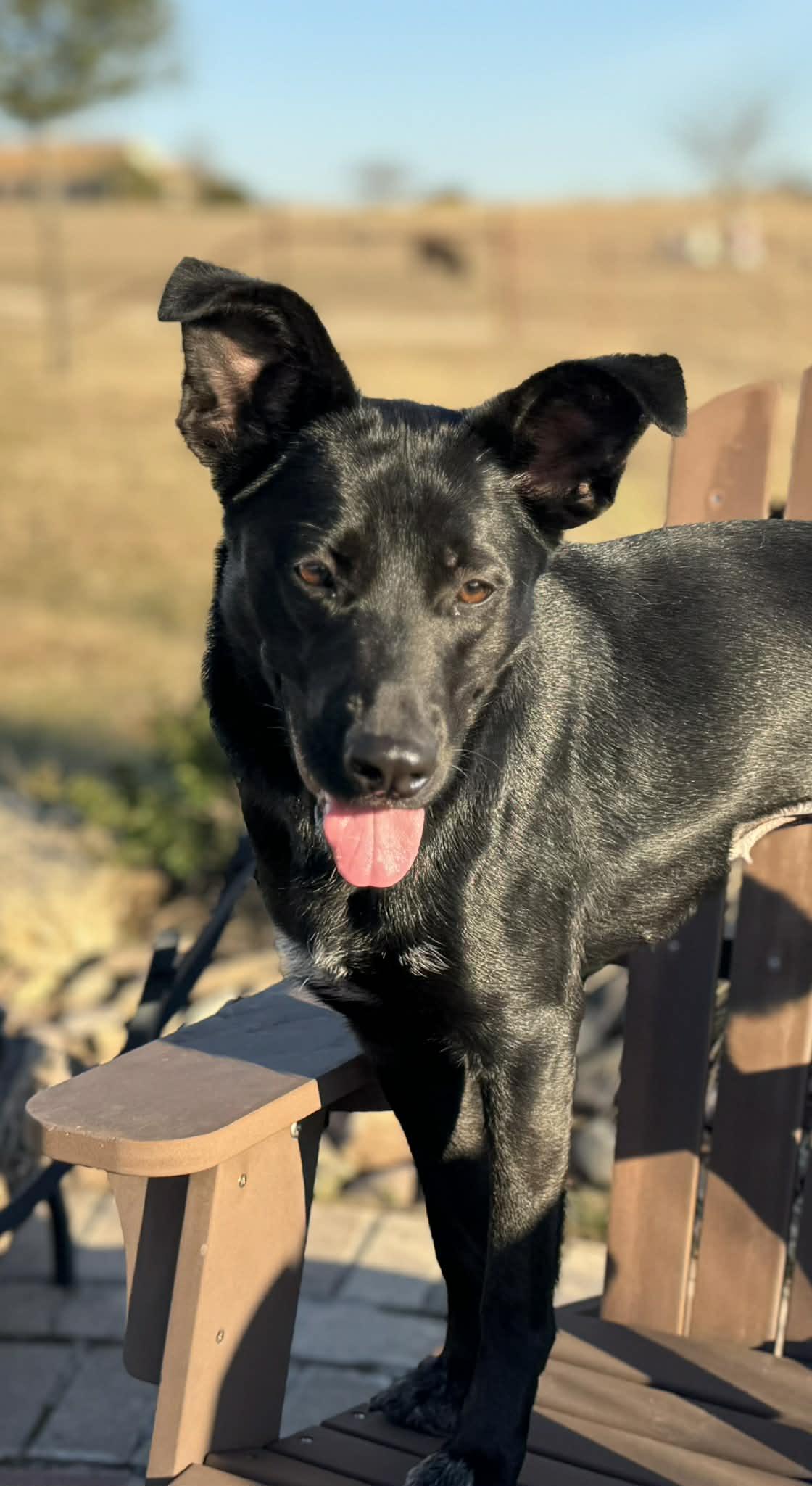 Enlarge Zora, a ADOPTABLE mixed breed in Temple, TX image 1/6