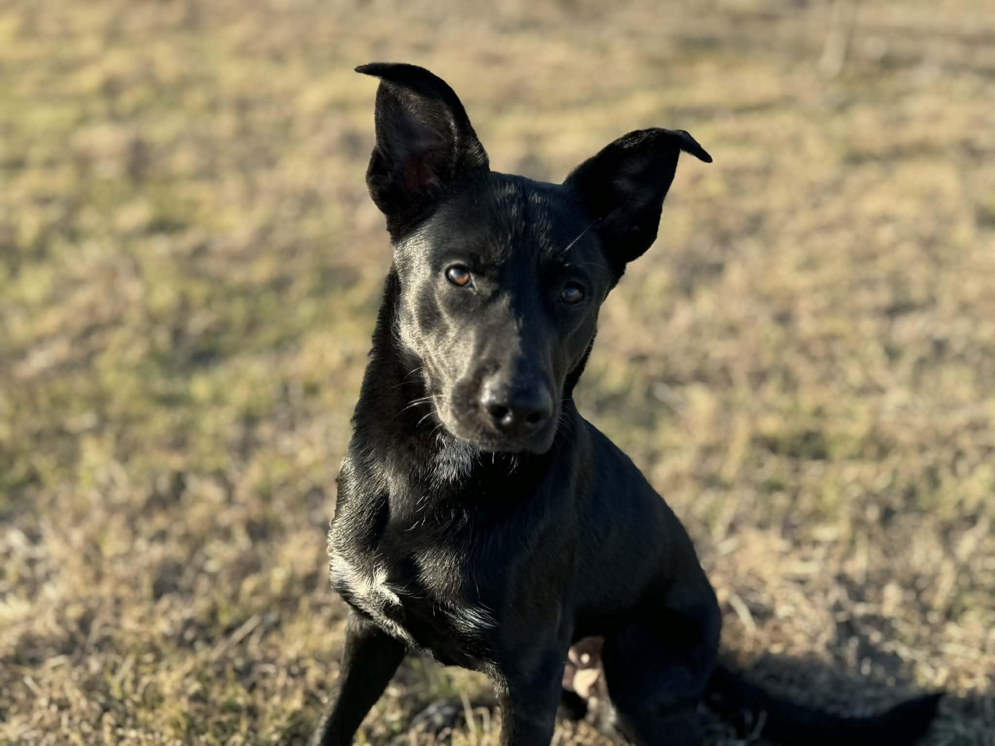 Enlarge Zora, a ADOPTABLE mixed breed in Temple, TX image 3/6