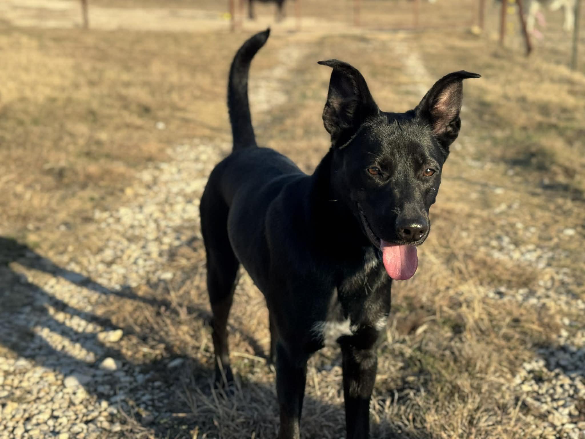 Enlarge Zora, a ADOPTABLE mixed breed in Temple, TX image 5/6