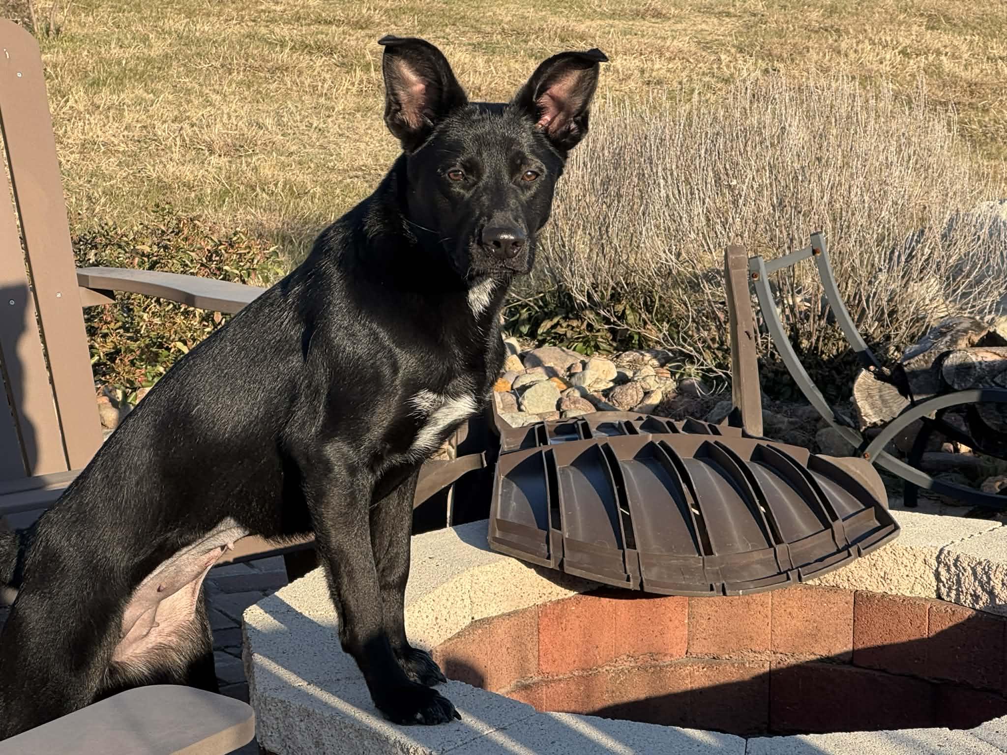 Enlarge Zora, a ADOPTABLE mixed breed in Temple, TX image 4/6