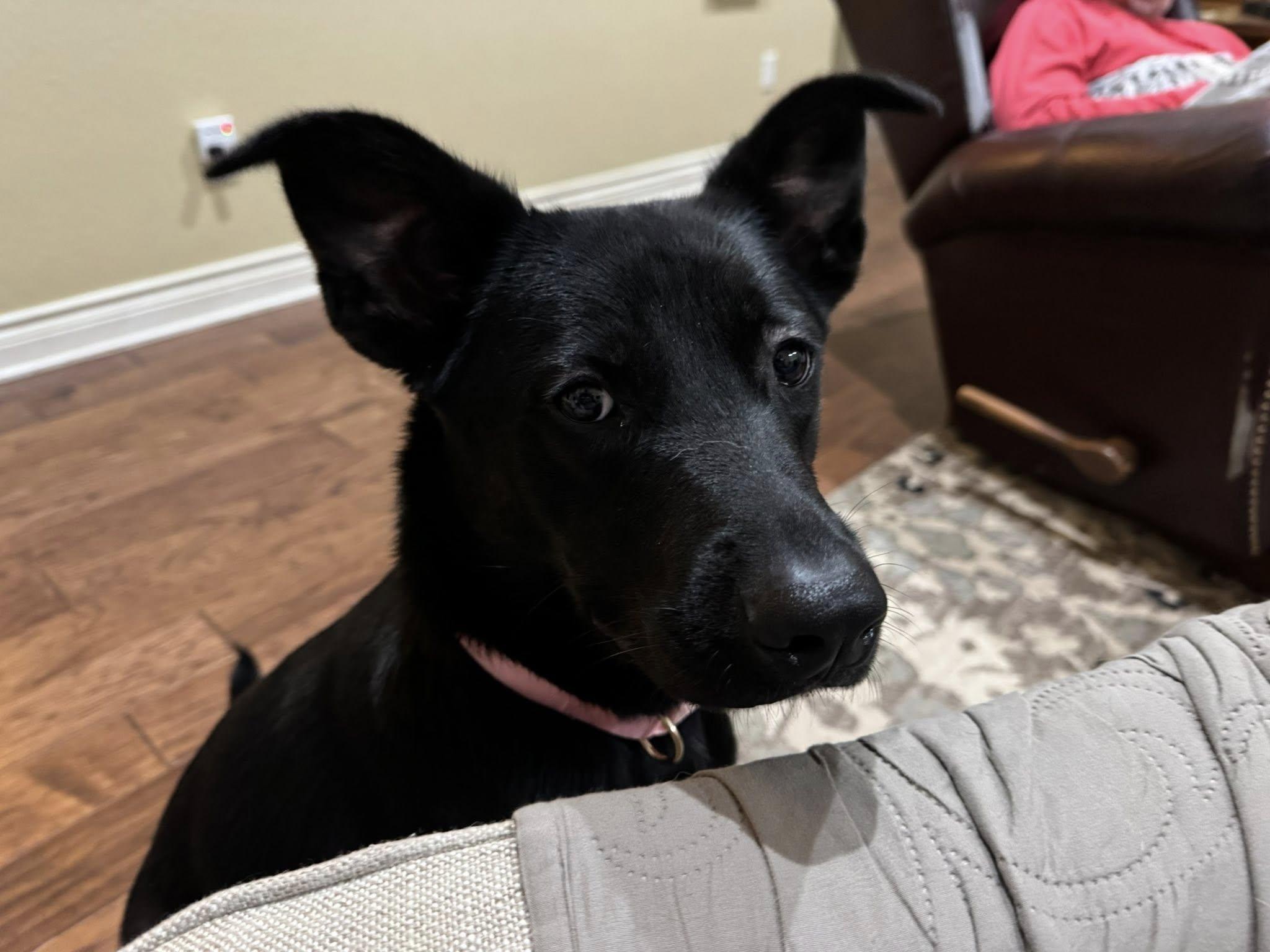 Enlarge Zora, a ADOPTABLE mixed breed in Temple, TX image 6/6