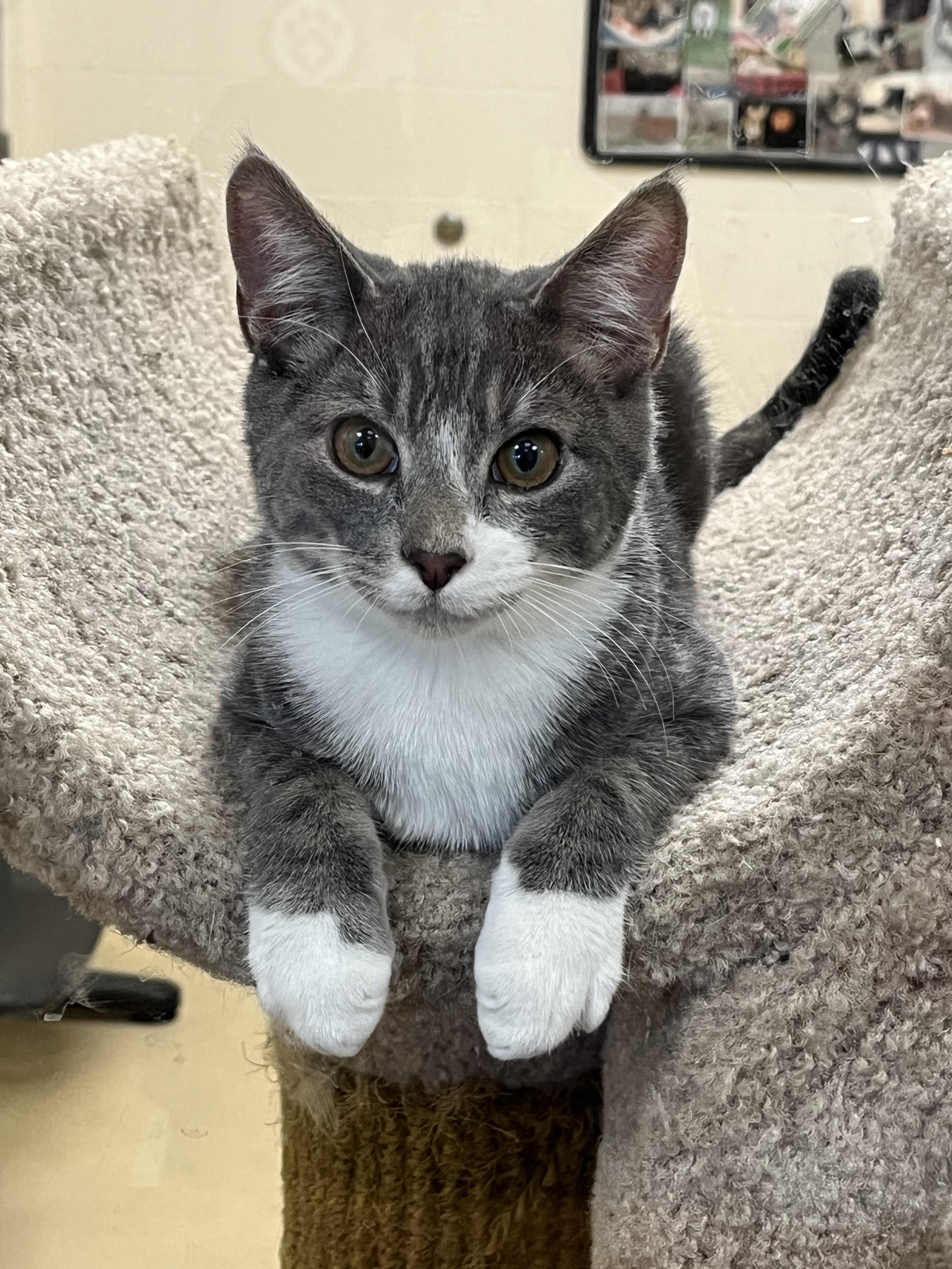 Loki, Adoptable, Kitten Male Domestic Short Hair.