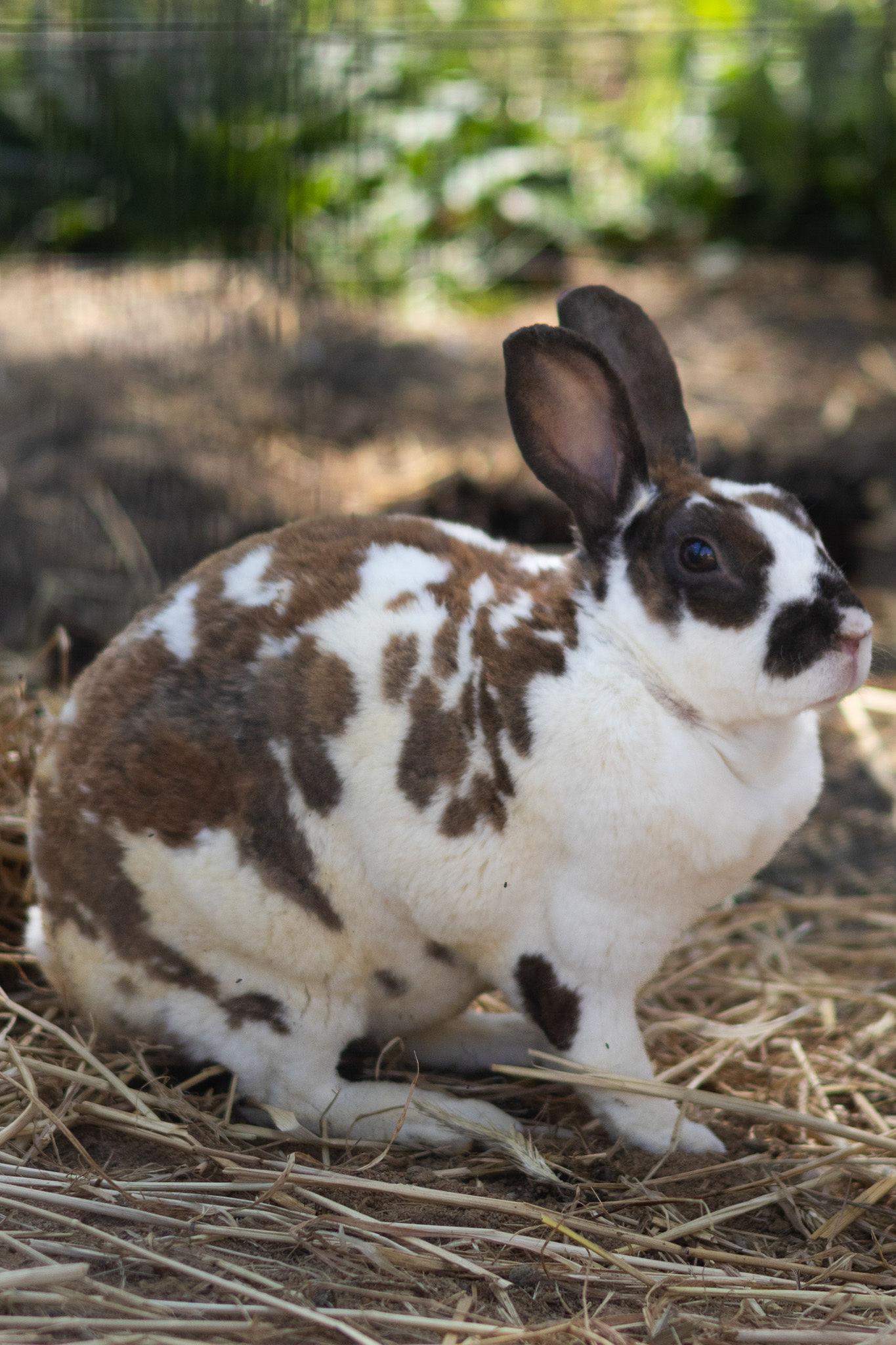Miles, ADOPTABLE, Adult Male Rex.