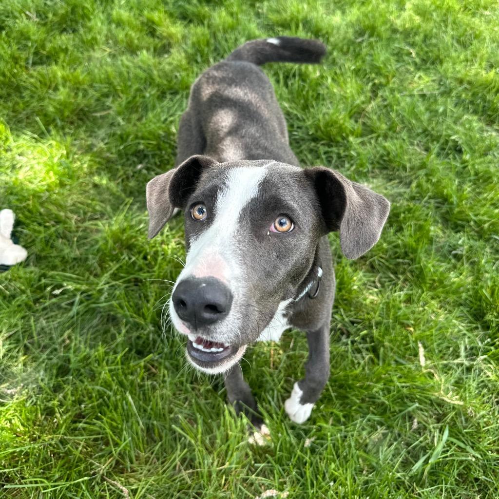 Remy, Adoptable, Young Female Border Collie.