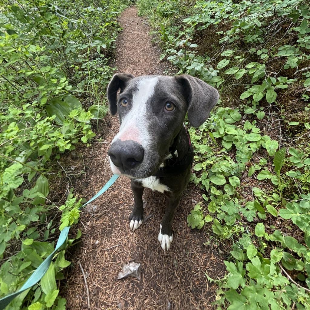 Enlarge Remy, a Adoptable mixed breed in Logan, UT image 3/3