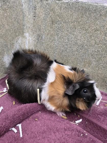 Storm, Adoptable, Adult Female Guinea Pig & Guinea Pig.