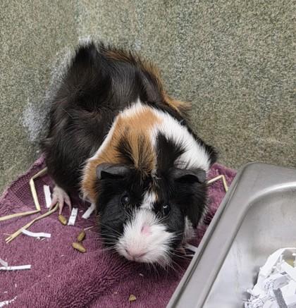 Storm, a Adoptable mixed breed in Scotia, NY image 2/3