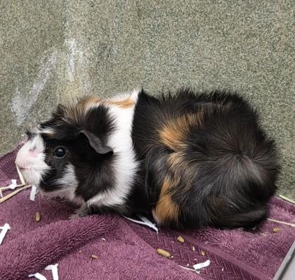 Storm, a Adoptable mixed breed in Scotia, NY image 3/3