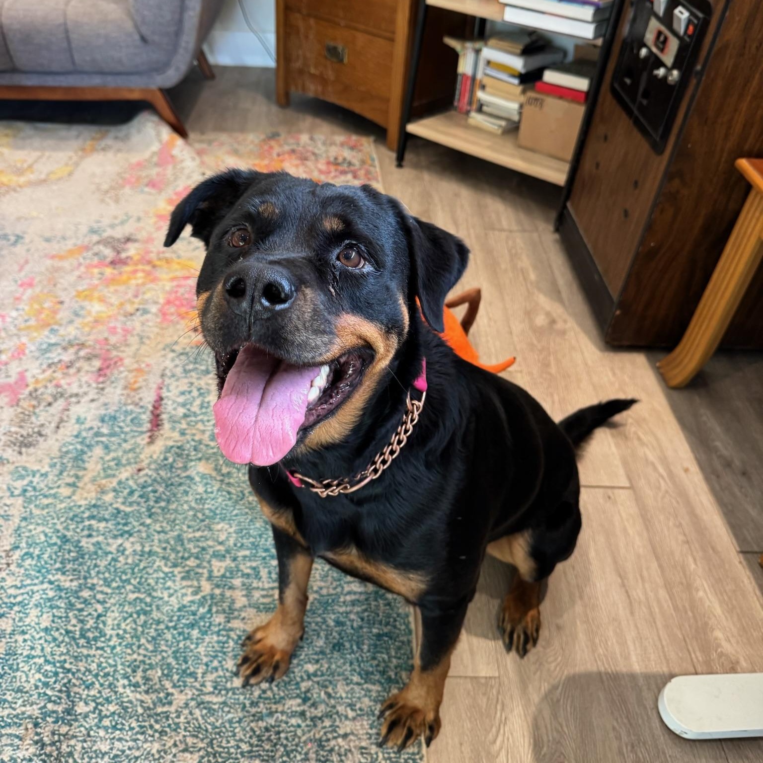 Enlarge Ziva, a Adopted Rottweiler in Amherst, NH image 3/6