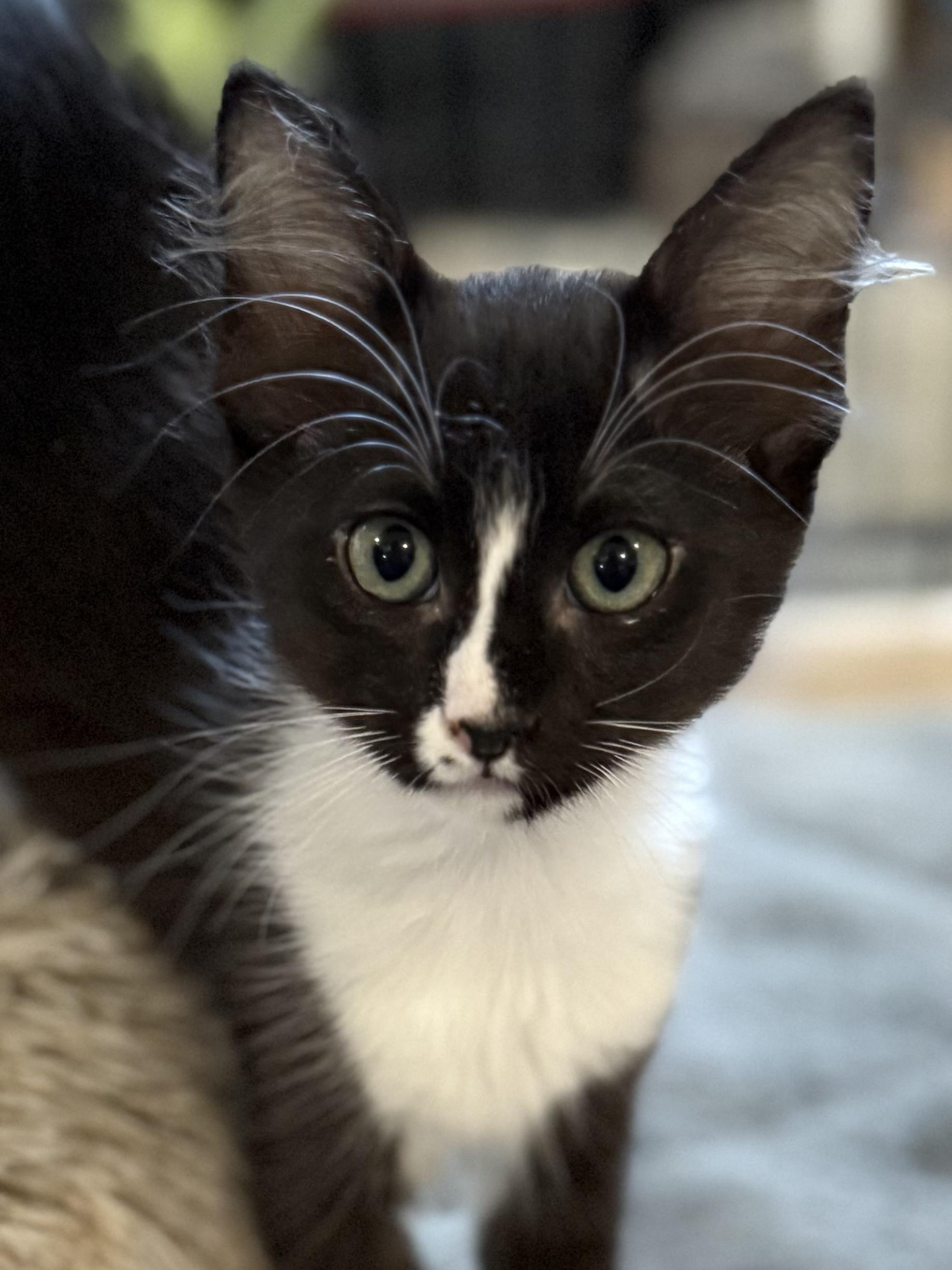 Tina, an adoptable Domestic Short Hair in Missoula, MT, 59804 | Photo Image 3