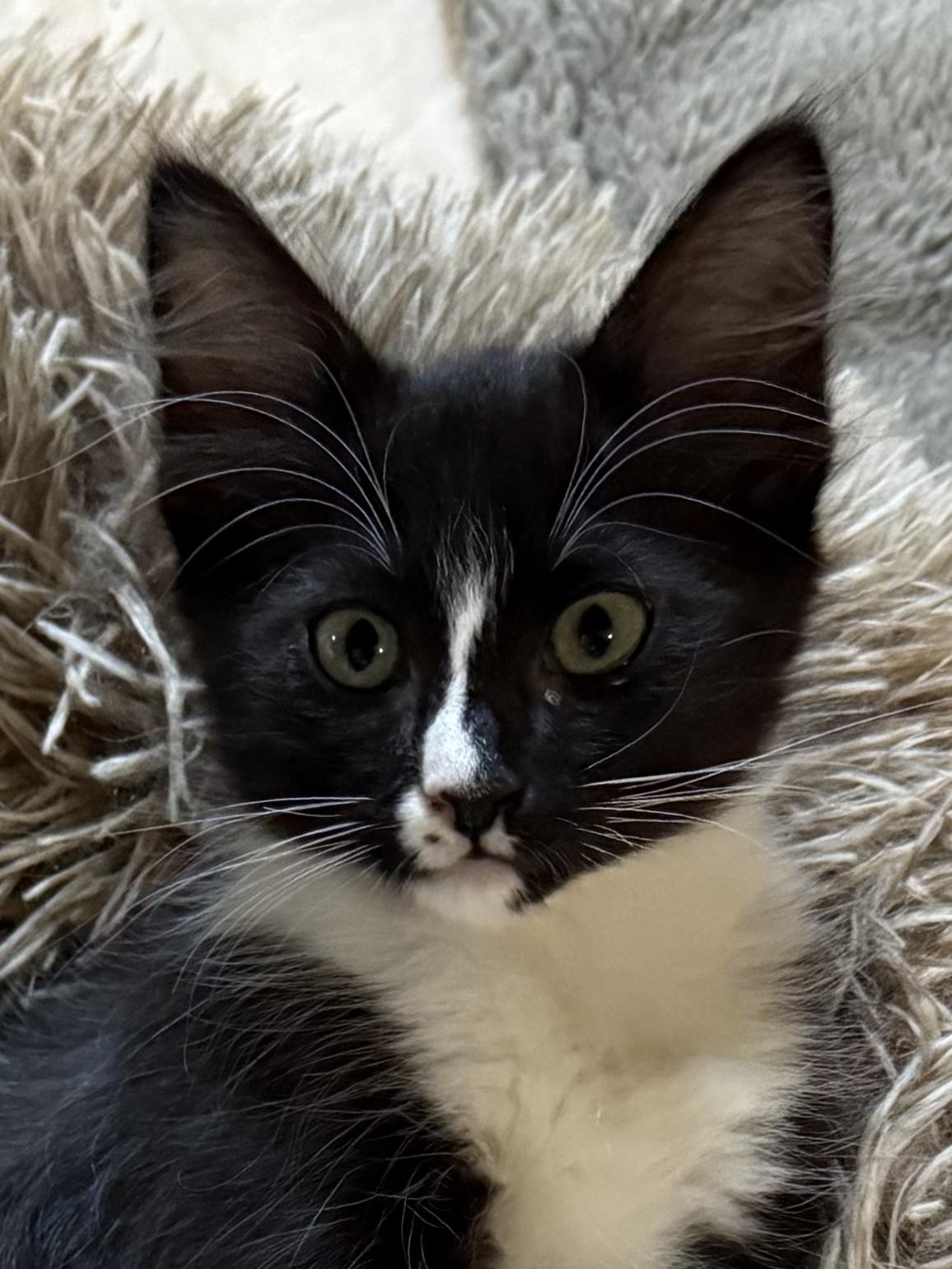 Tina, an adoptable Domestic Short Hair in Missoula, MT, 59804 | Photo Image 2