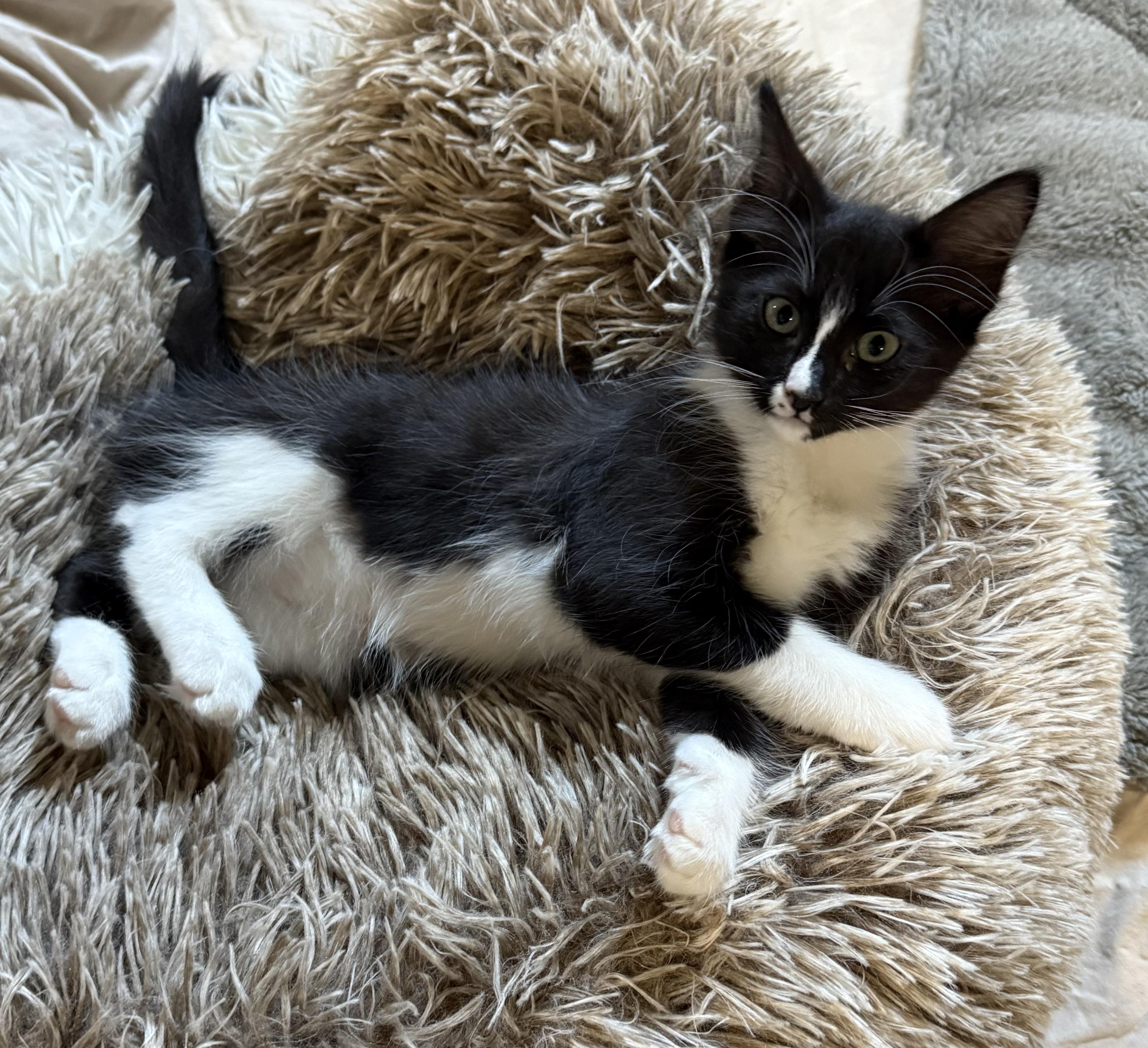 Tina, an adoptable Domestic Short Hair in Missoula, MT, 59804 | Photo Image 1