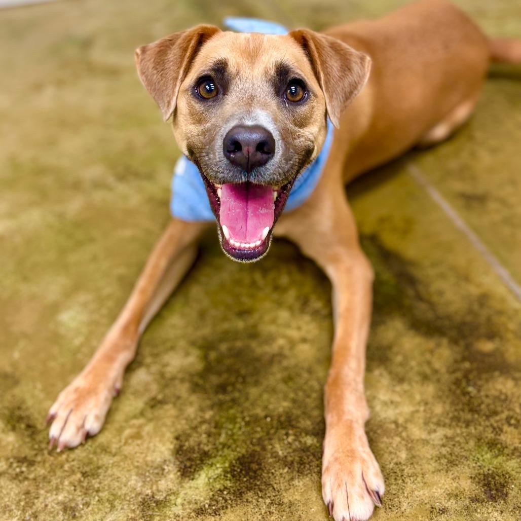 Hamlet, Adoptable, Adult Male Mixed Breed & Black Mouth Cur.