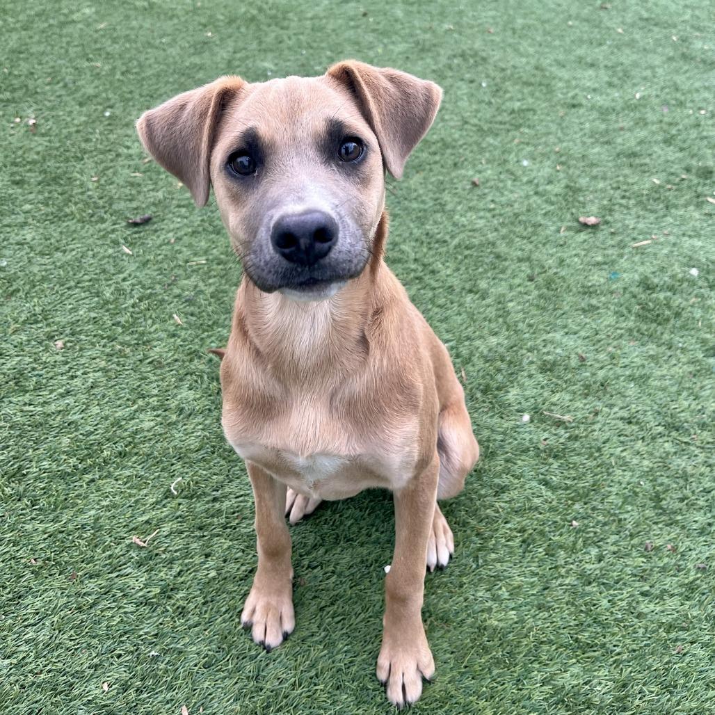 Hamlet, Adoptable, Adult Male Mixed Breed & Black Mouth Cur.