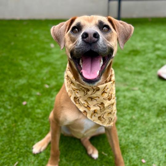 Enlarge Hamlet, a Adoptable mixed breed in Fredericksburg, TX image 2/6