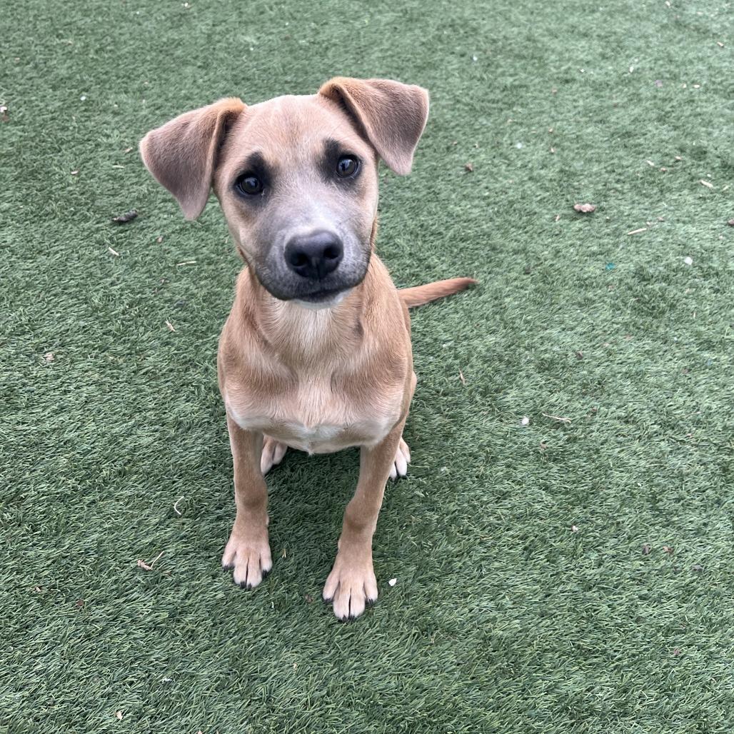 Enlarge Hamlet, a Adoptable mixed breed in Fredericksburg, TX image 3/6