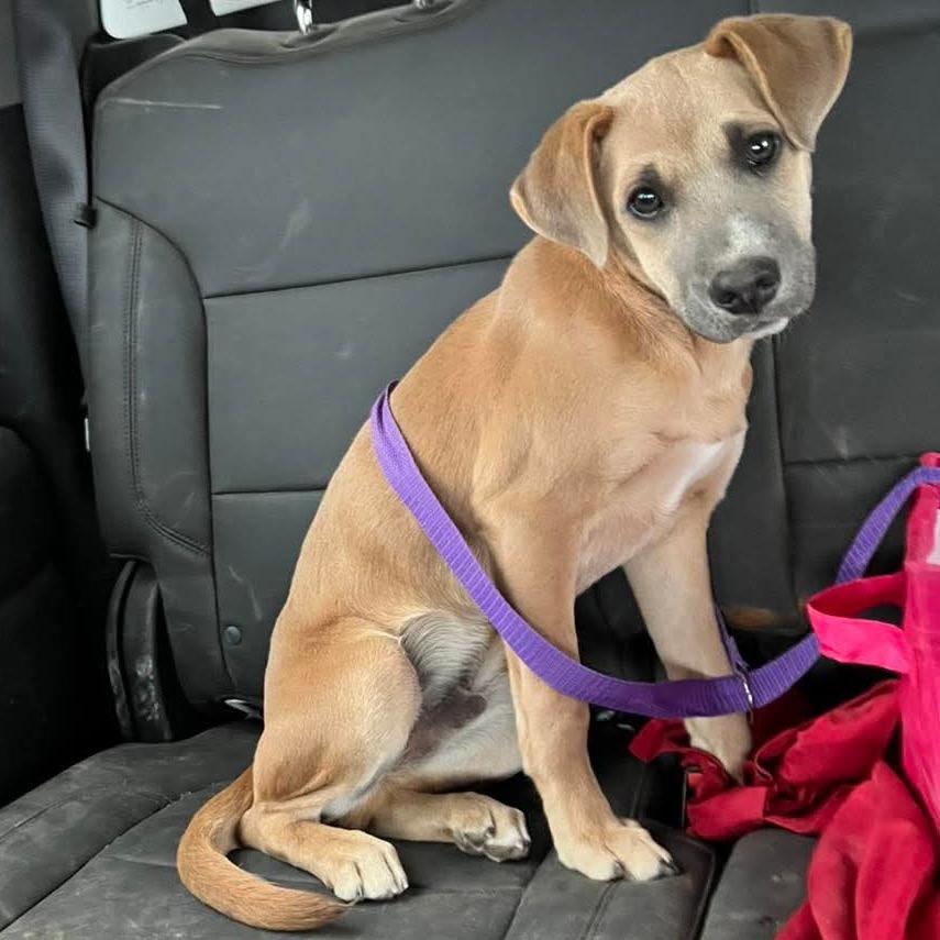 Enlarge Hamlet, a Adoptable mixed breed in Fredericksburg, TX image 4/6
