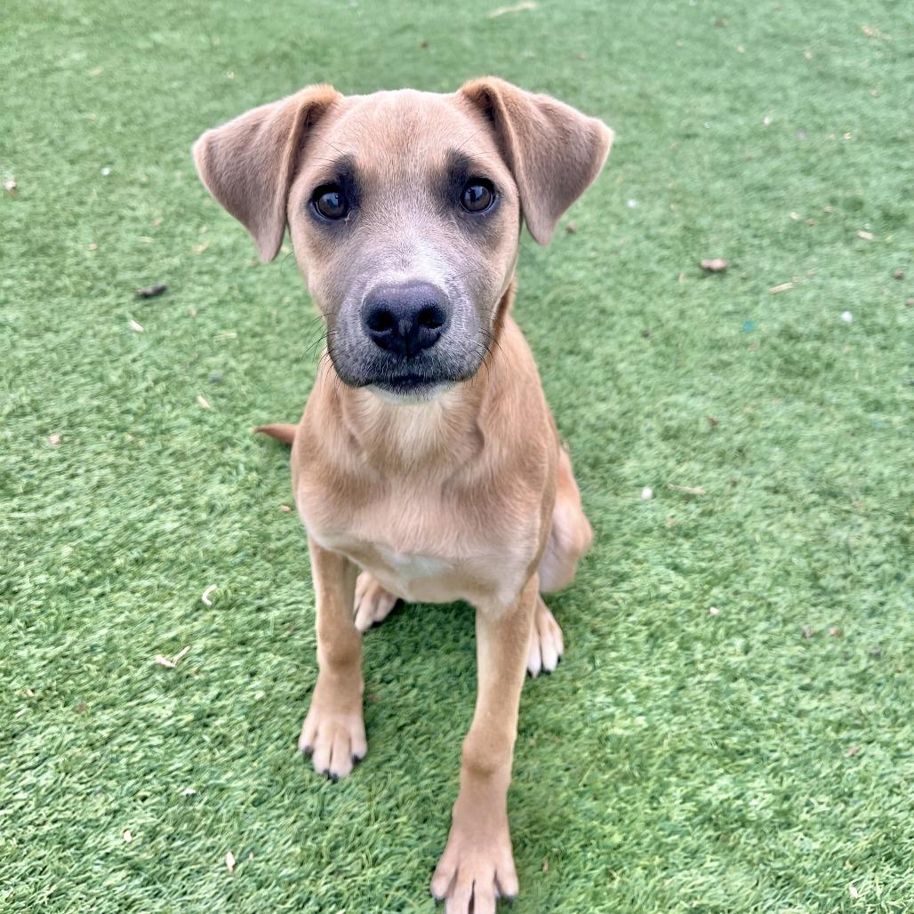 Enlarge Hamlet, a Adoptable mixed breed in Fredericksburg, TX image 5/6