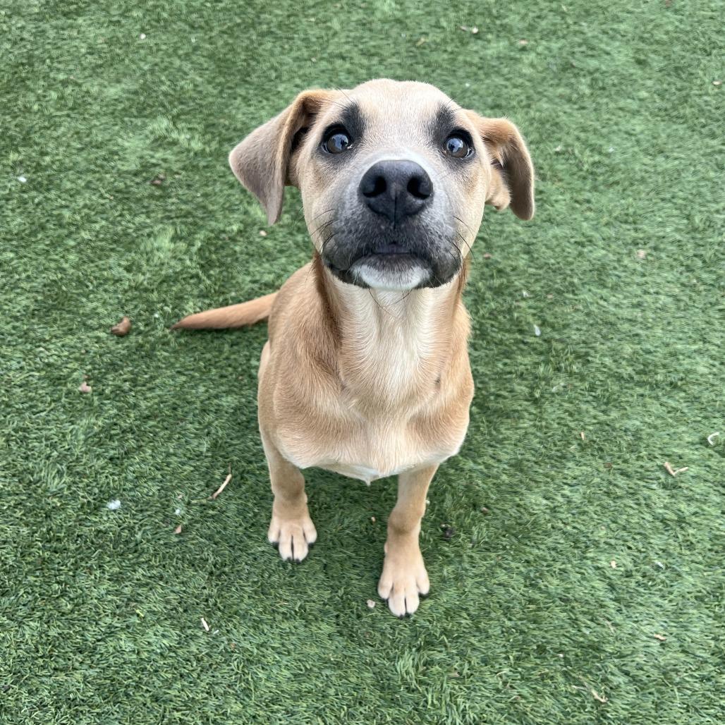 Enlarge Hamlet, a Adoptable mixed breed in Fredericksburg, TX image 6/6