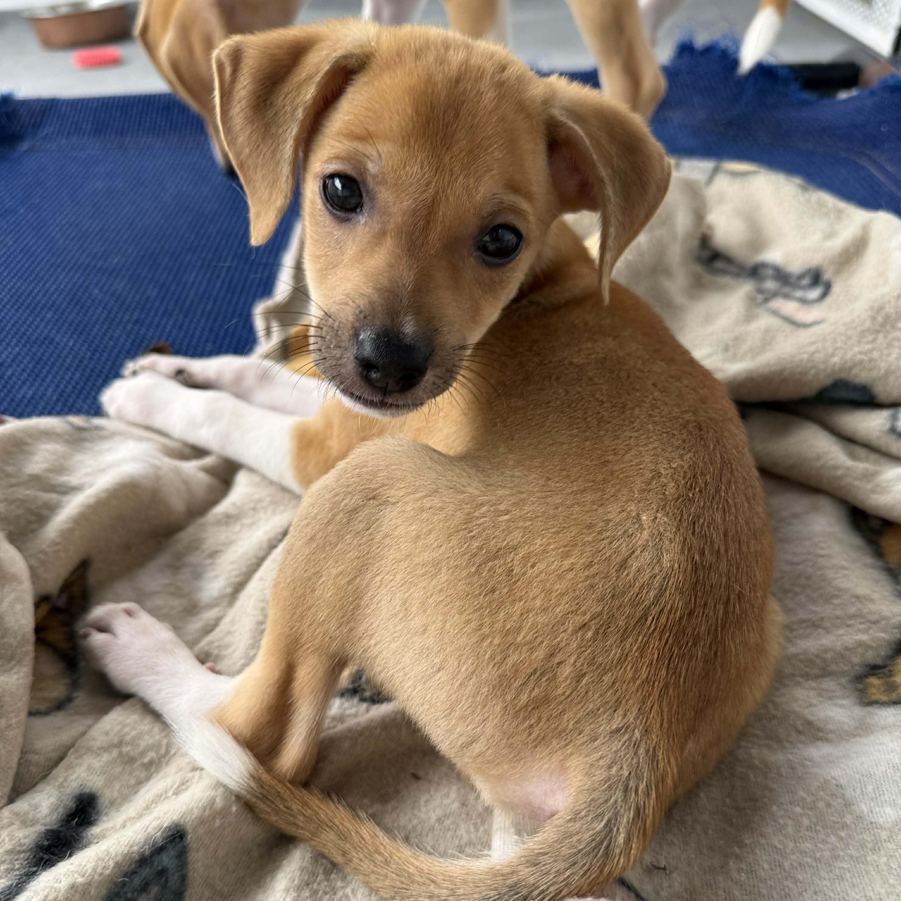 Bubbles, an adopted mixed breed in ISABELA, PR image 2/6