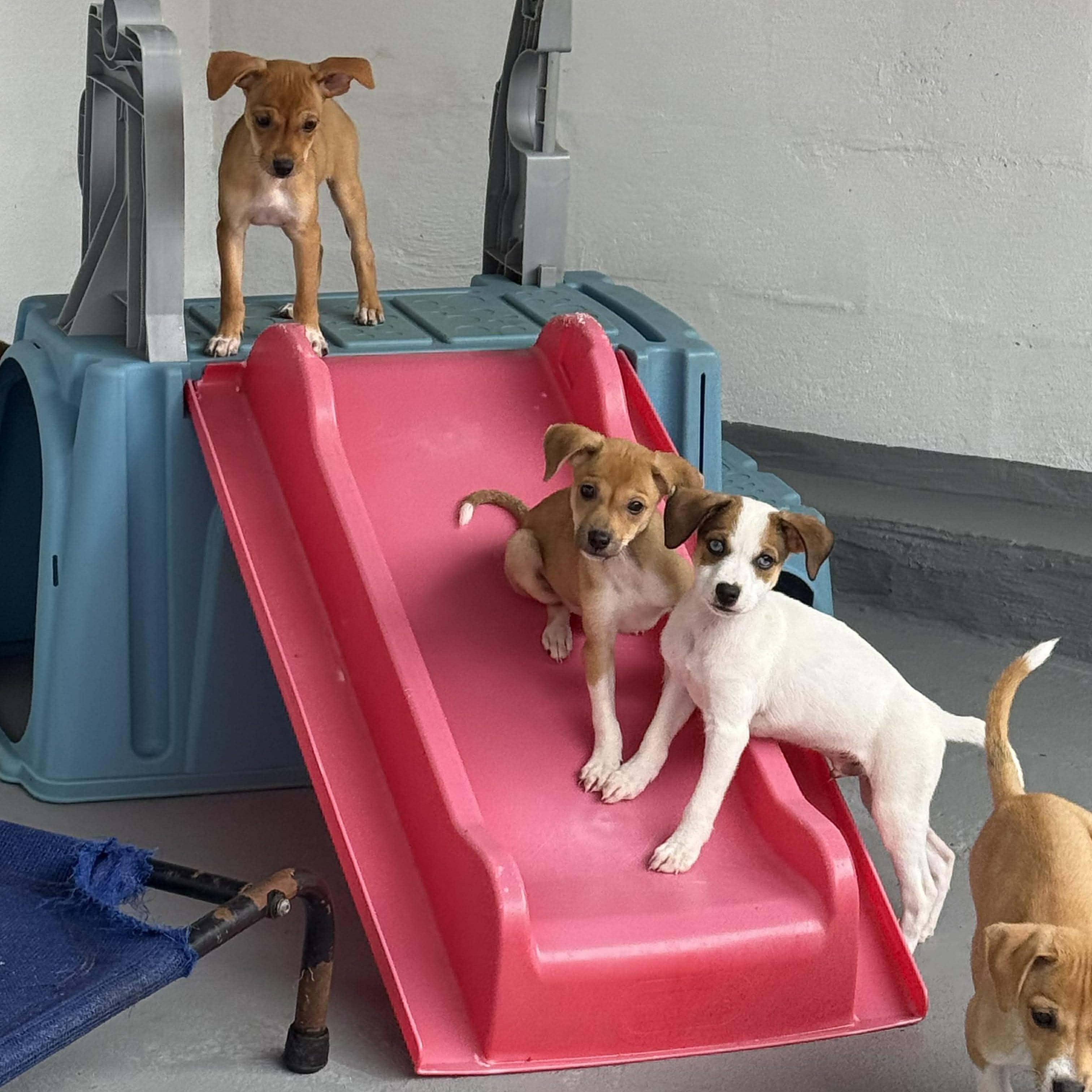 Bubbles, an adopted mixed breed in ISABELA, PR image 6/6