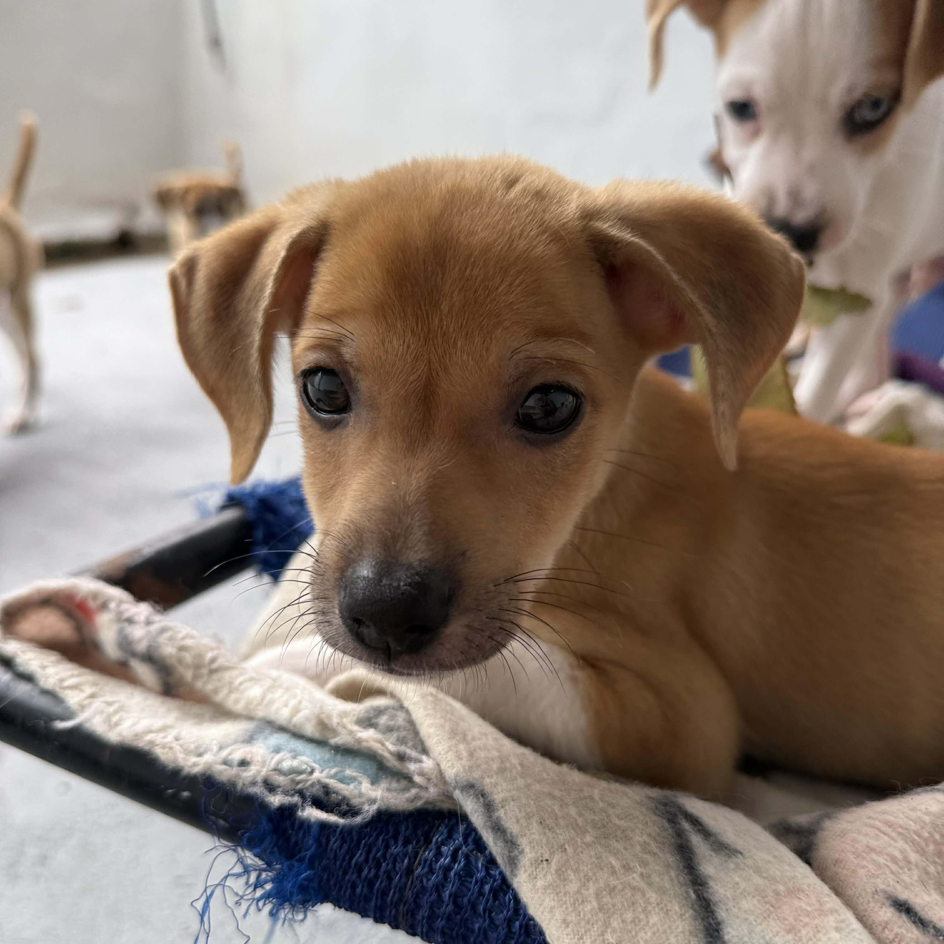 Bubbles, an adopted mixed breed in ISABELA, PR image 3/6
