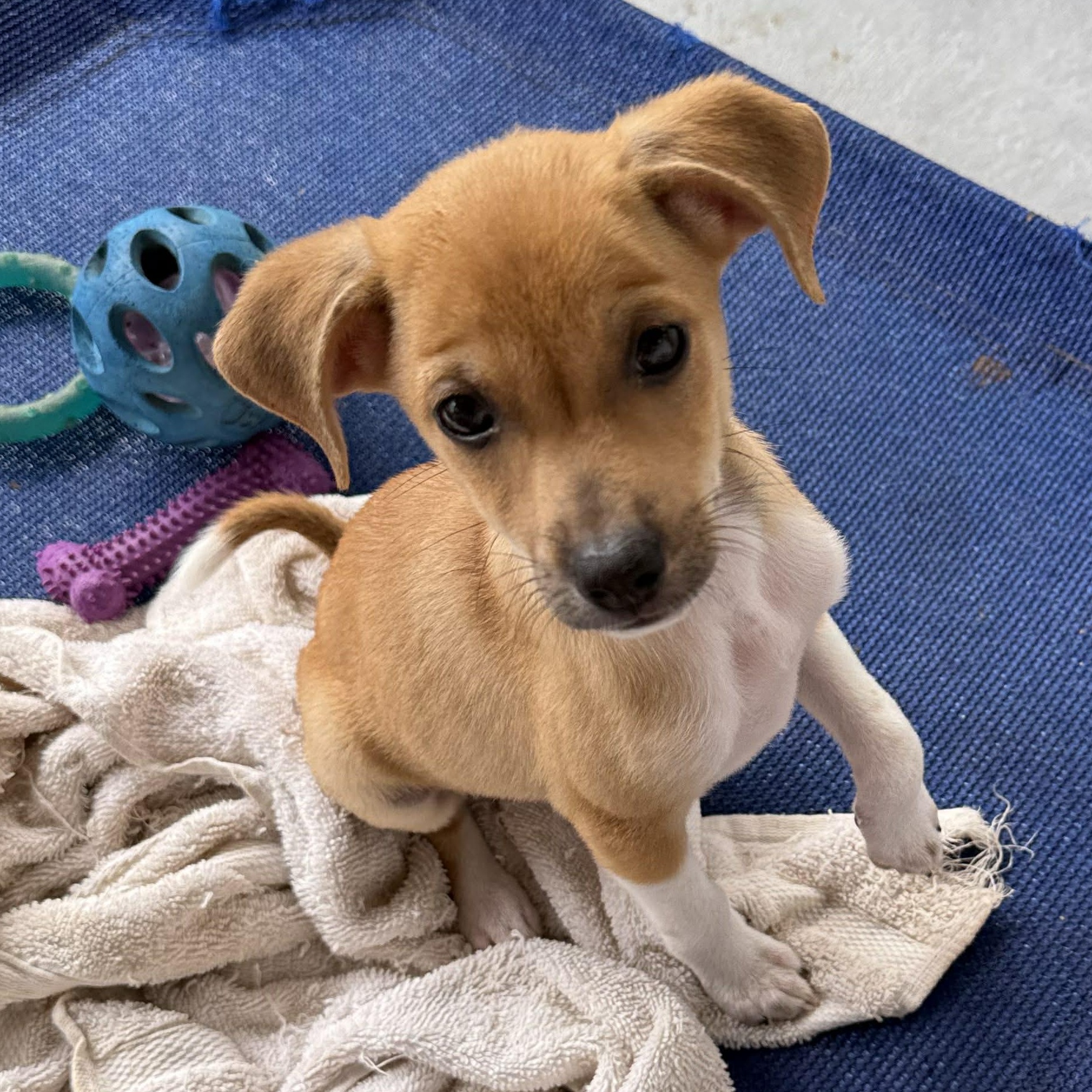 Bubbles, adopted, Puppy Female Chihuahua & Retriever.