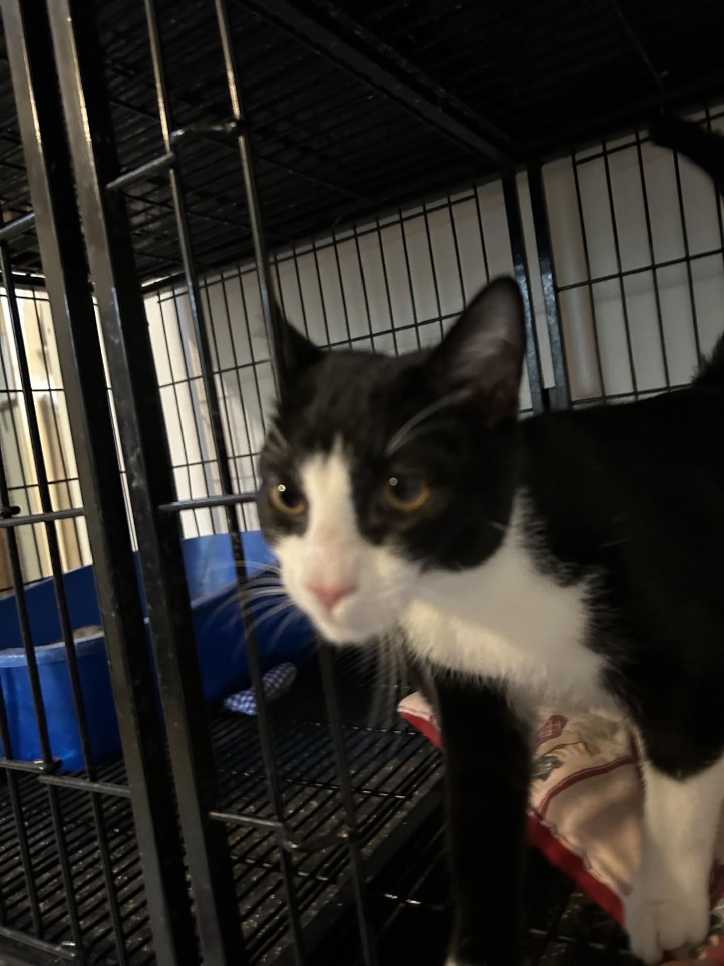 Zoe, Adopted, Young Female Tuxedo.