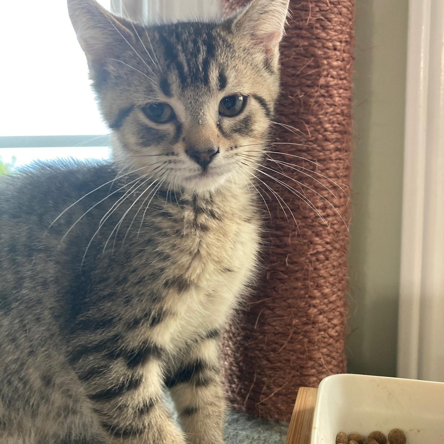 Winston, Baby Male unknown